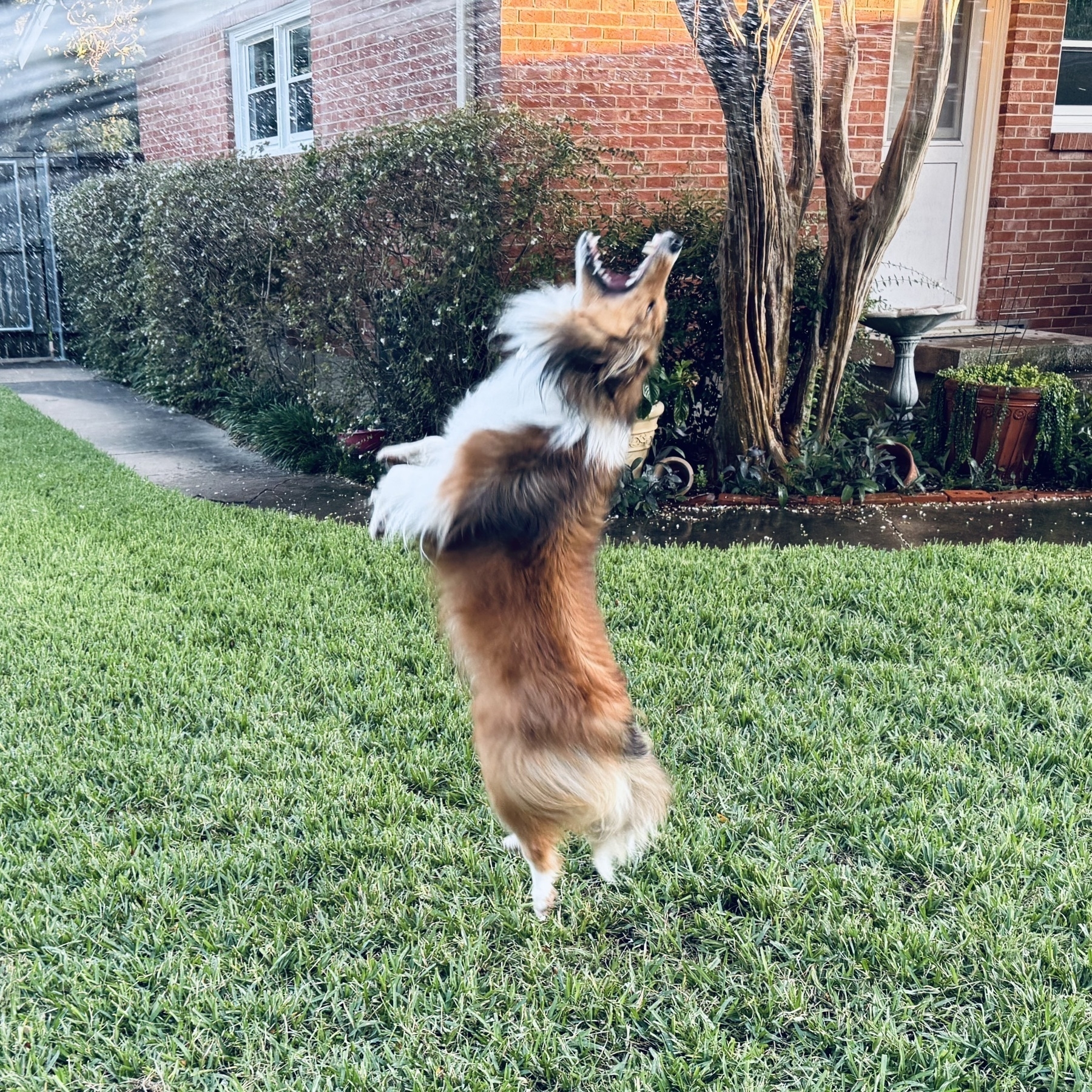 a dog madly leaping