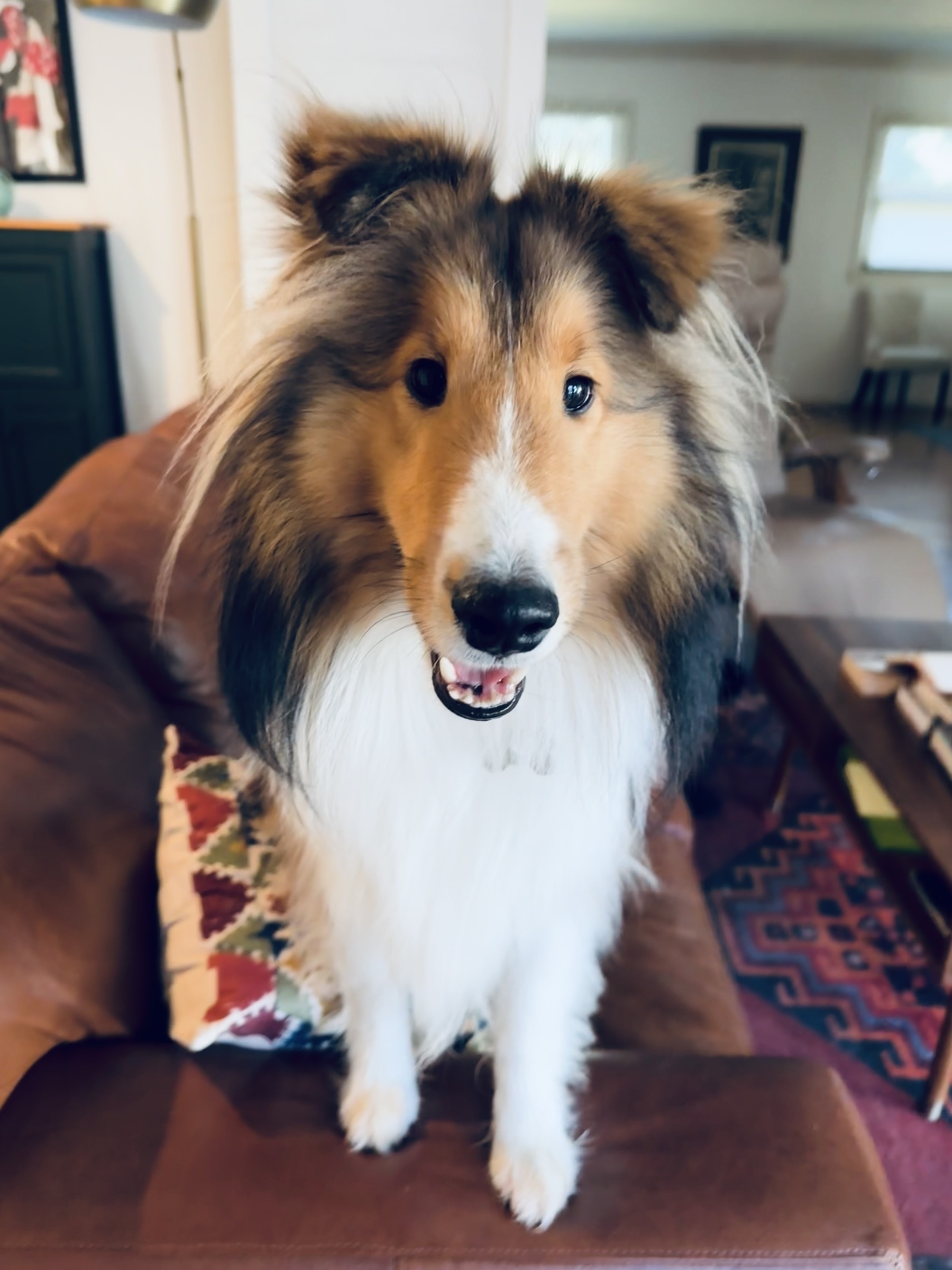 Auto-generated description: A fluffy dog with long fur is standing on a couch, looking at the camera.