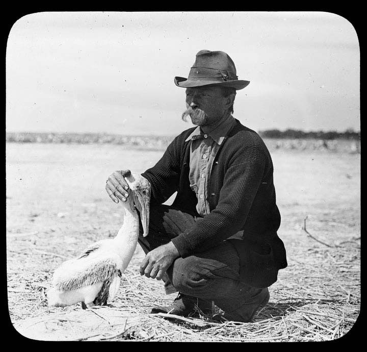 teddypelican.jpg