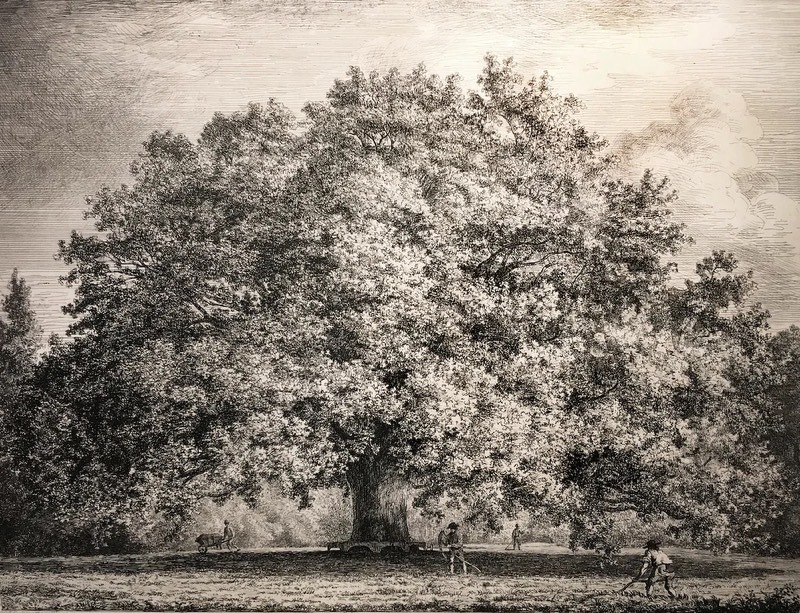 The chandos oak.