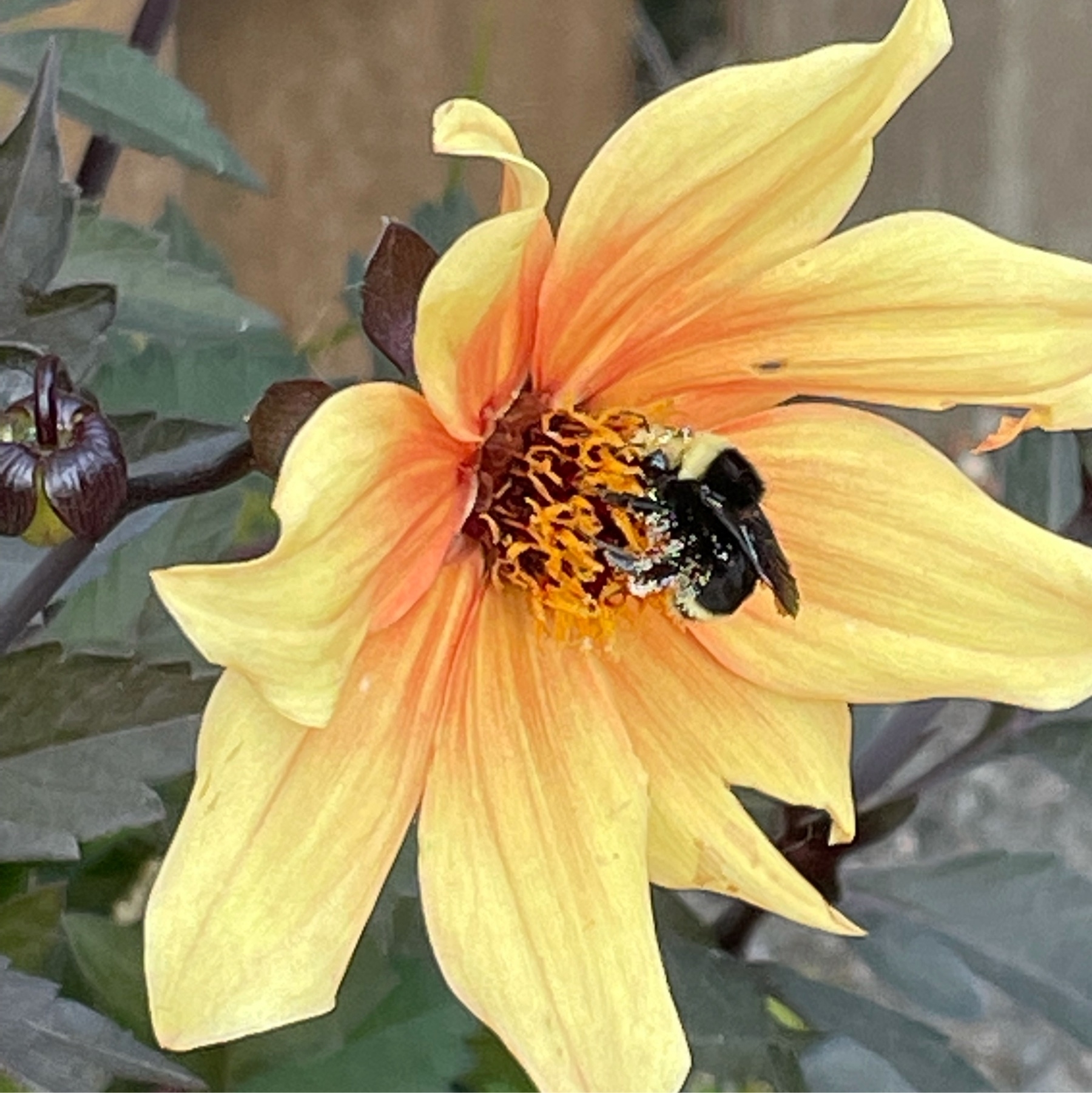 Bumblebee on dahlia flower