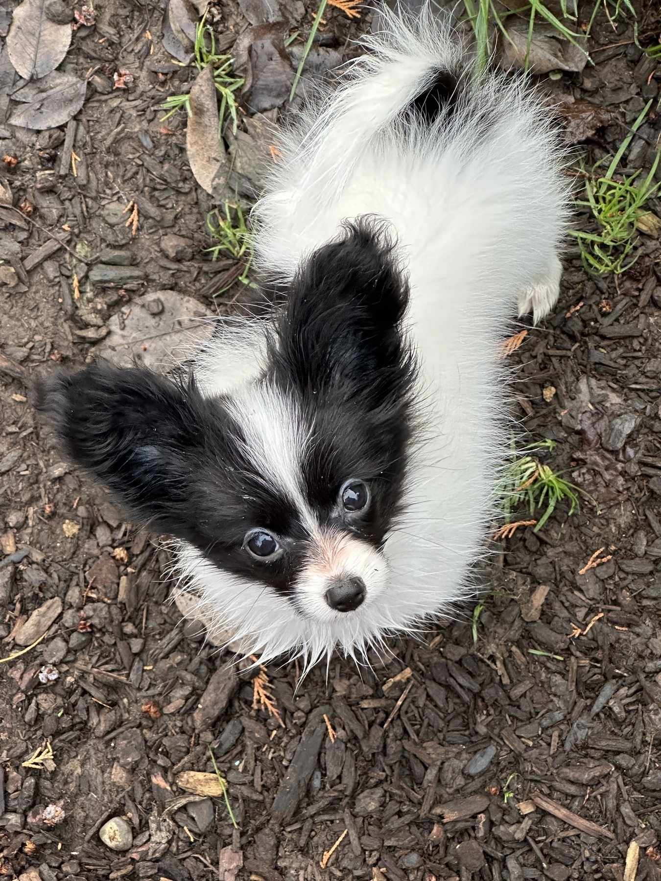 A very smol black and white Papillon puppy with giant upright ears looks at the camera with a cocked head. 