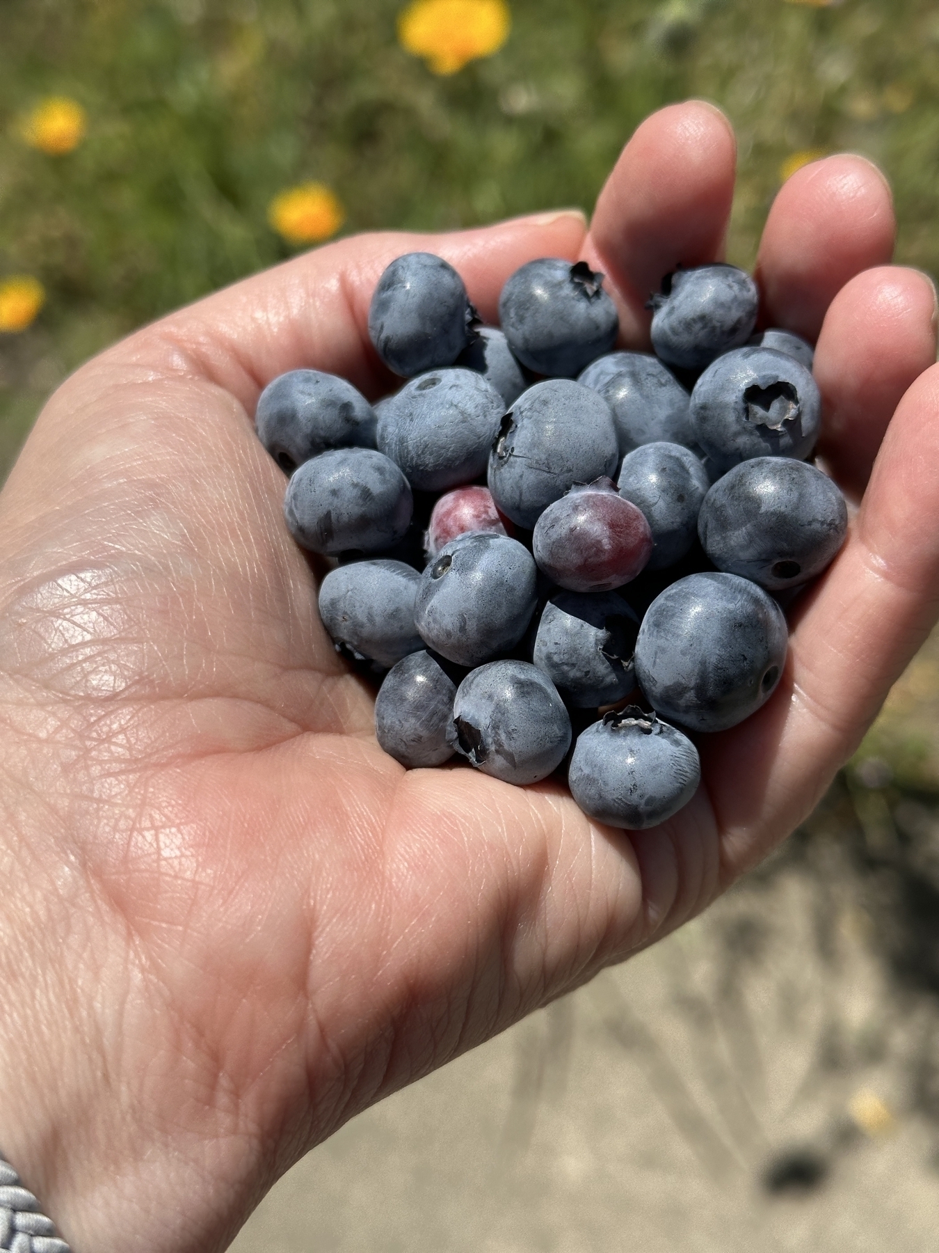 An hand holding many ripe blueberries. 