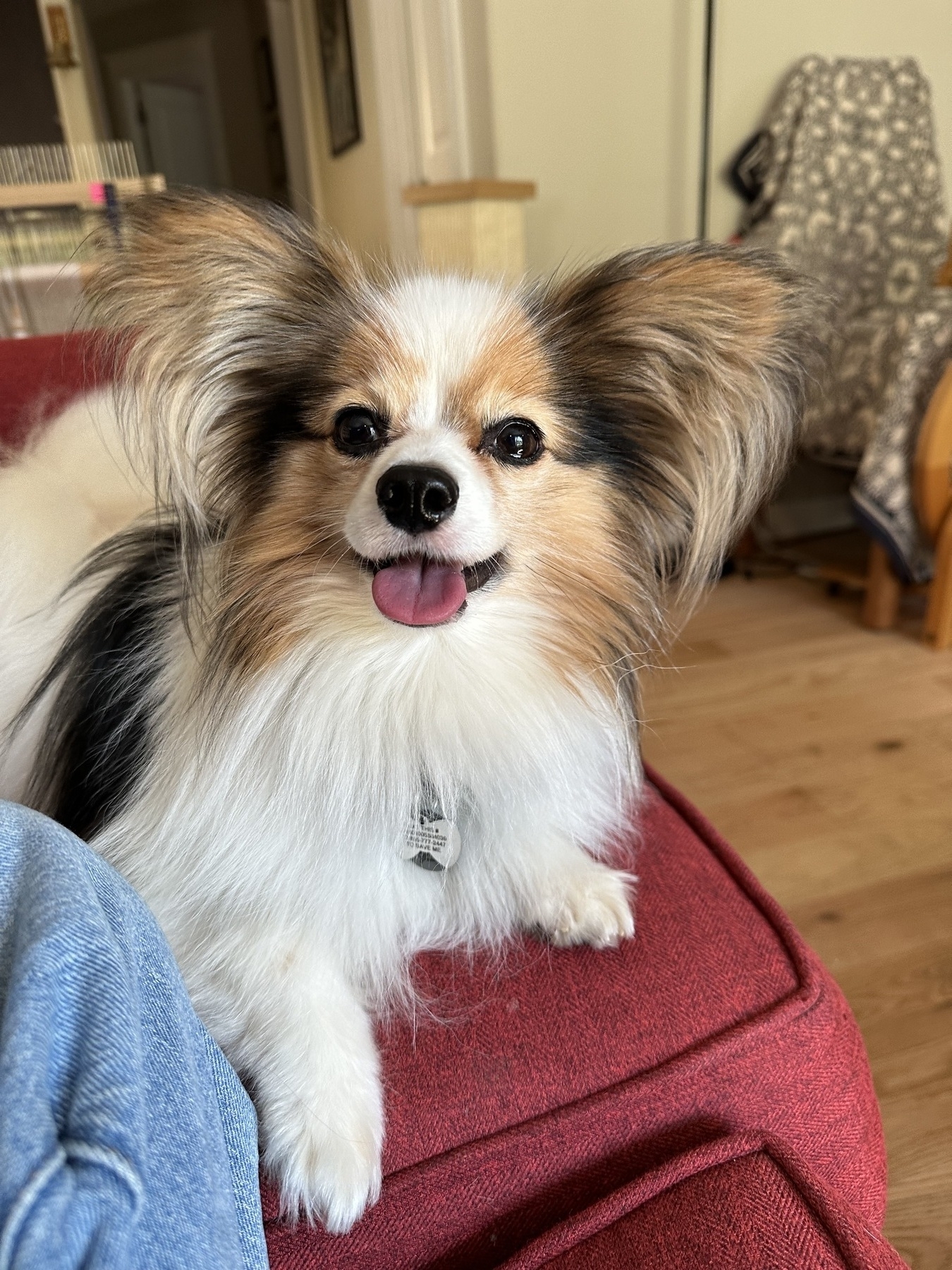White, black, and tan papillon dog sitting on a red couch and smiling at the camera.