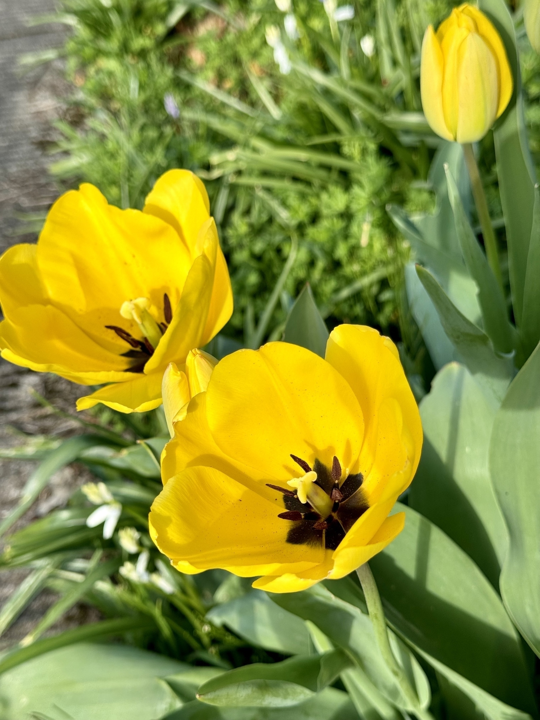 Open yellow tulips in the sunshine, with a background of greenery. 