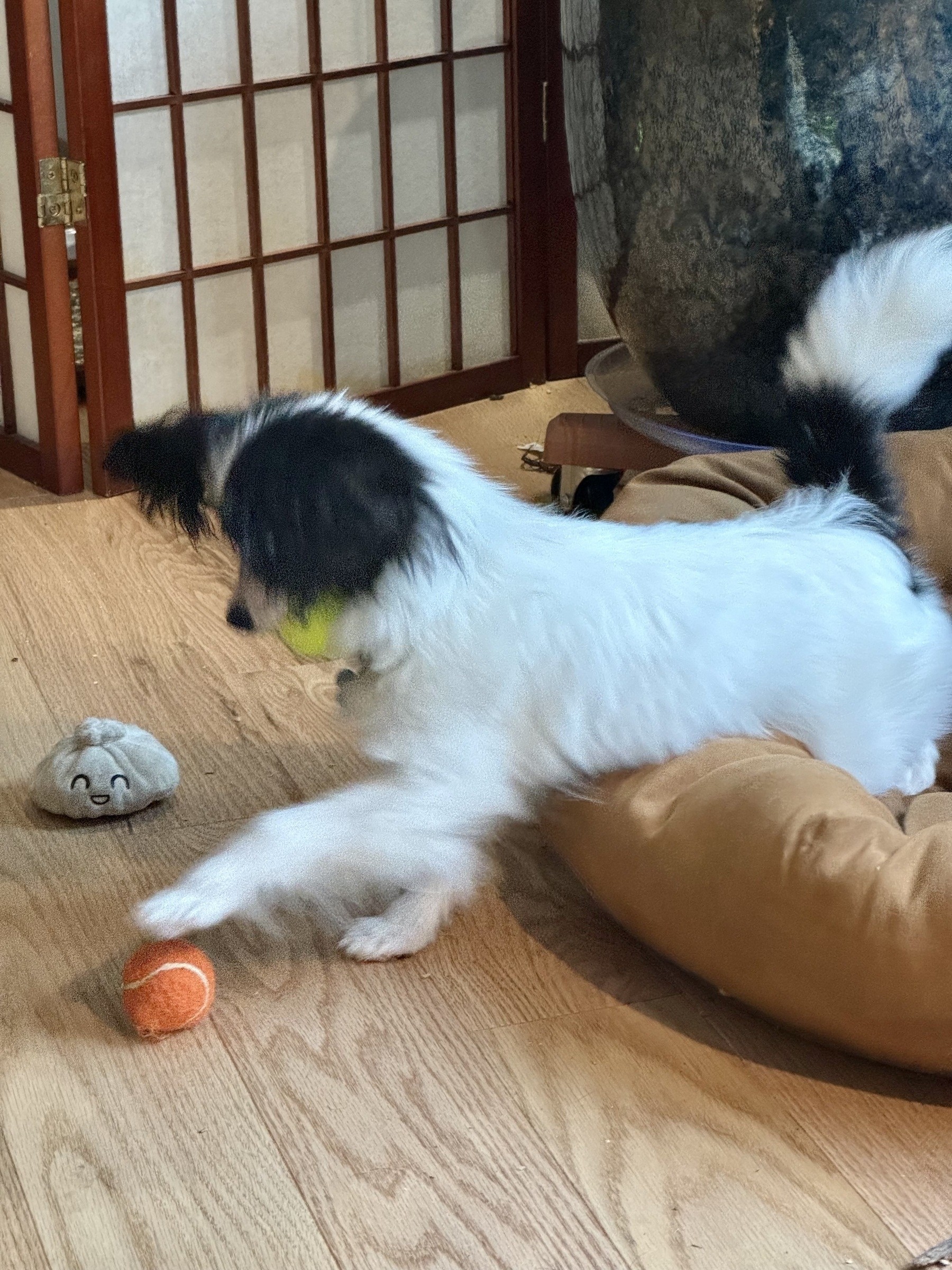 Black and white papillon puppy with a small yellow ball in his mouth, trying to also grab a small orange ball with his paw.