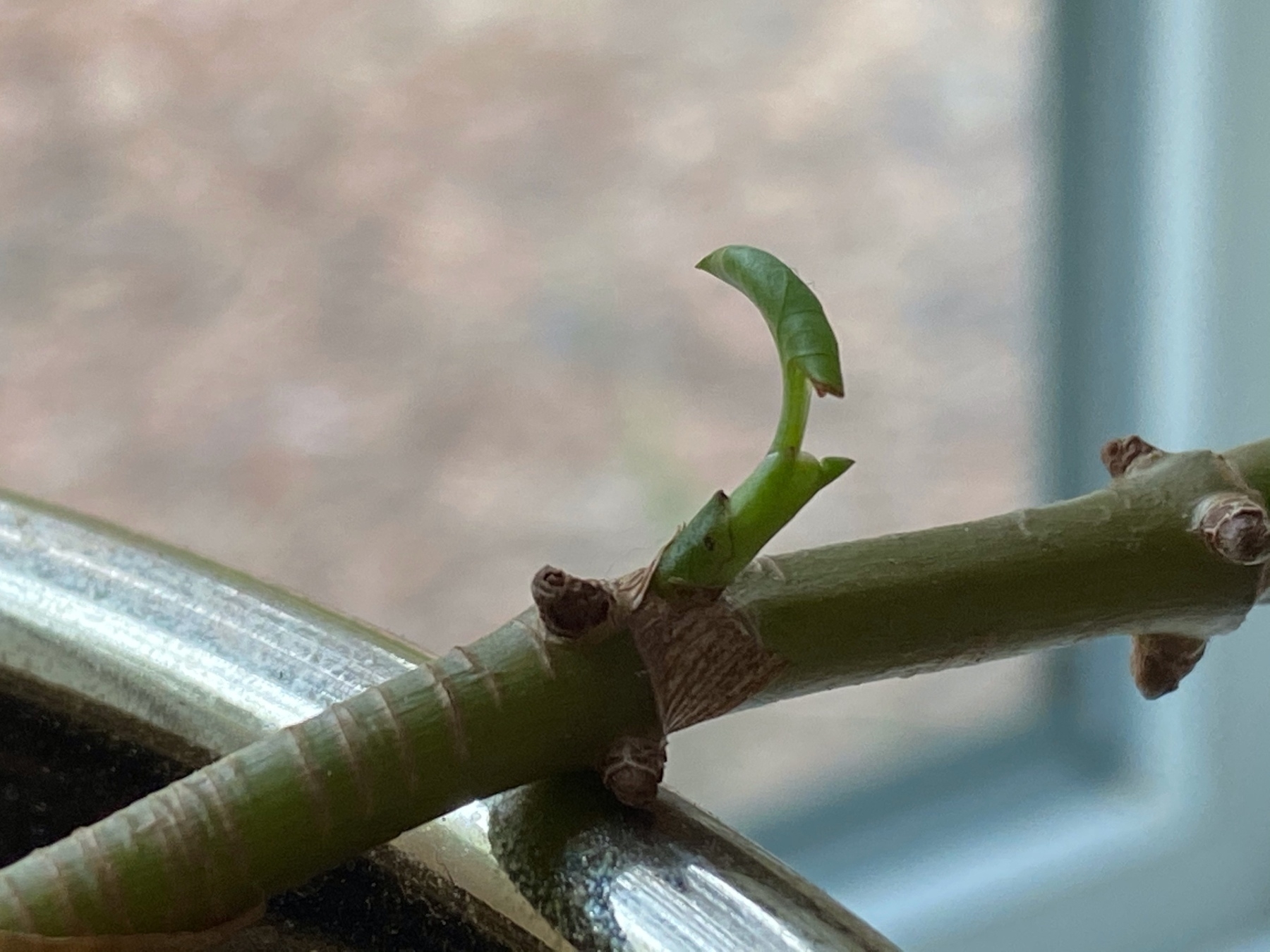 the same bud as above, but now uncurling a young leaf