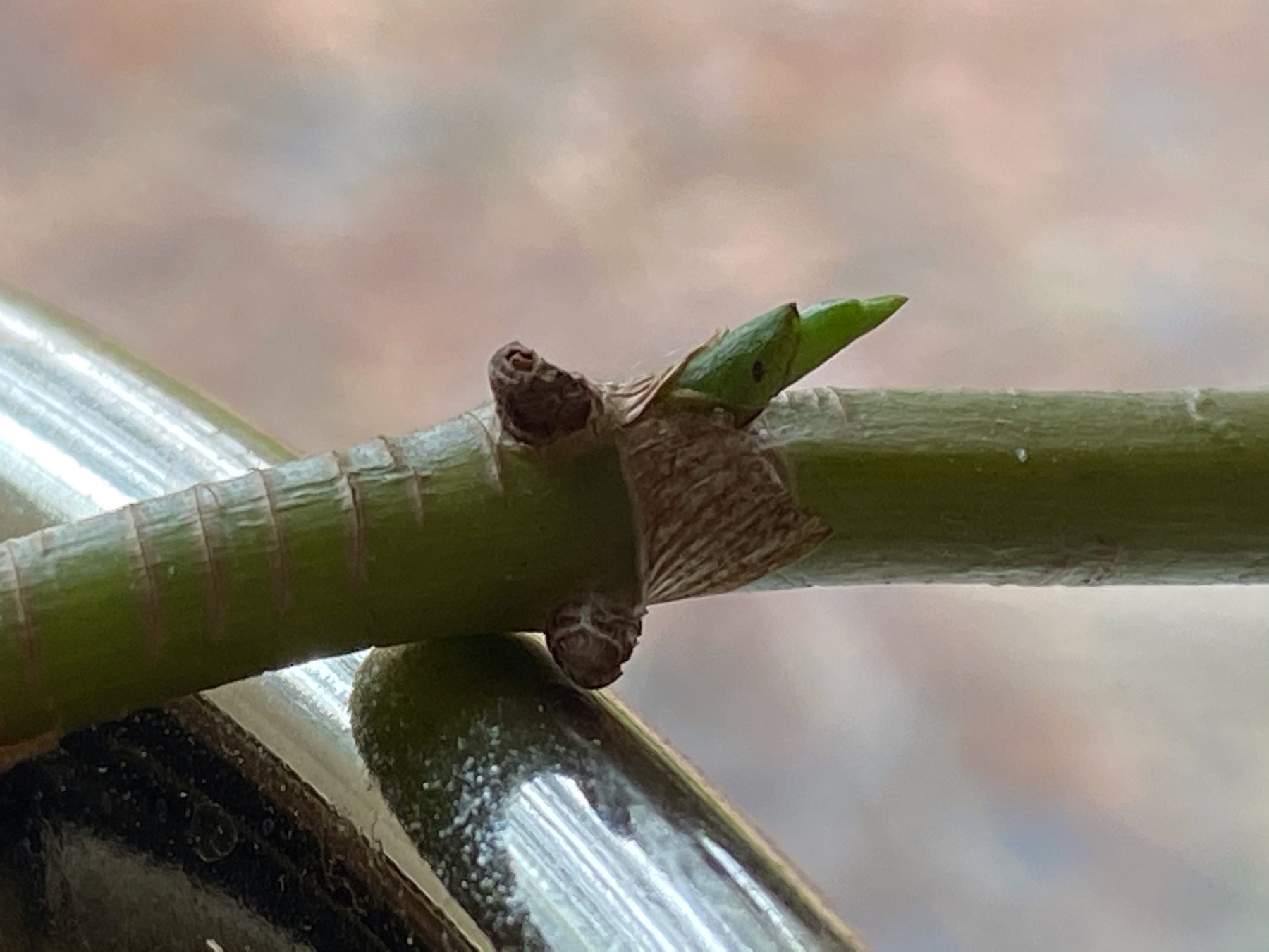 the stem of a plant sprouting a fresh, young bud