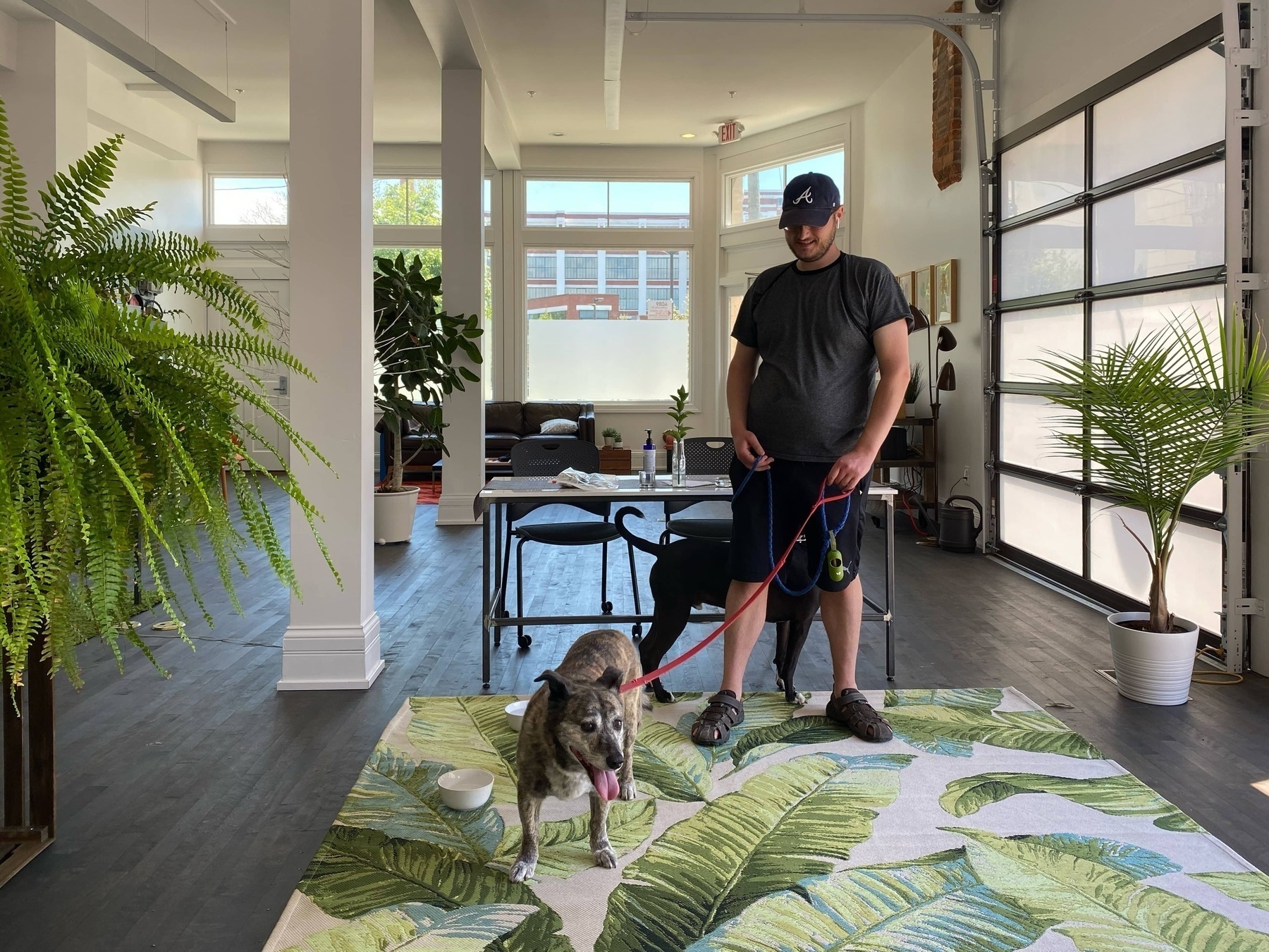 Man with two dogs and fern - iPhone 11