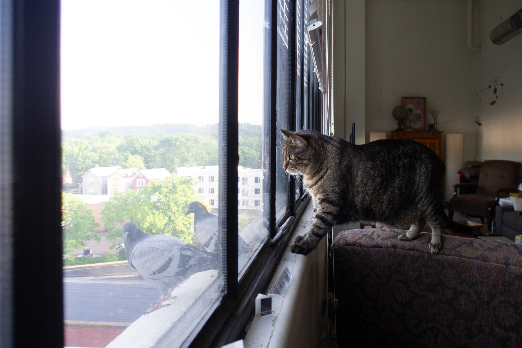 Cat looks out of window at two pigeons on the ledge - Olympus E-M5