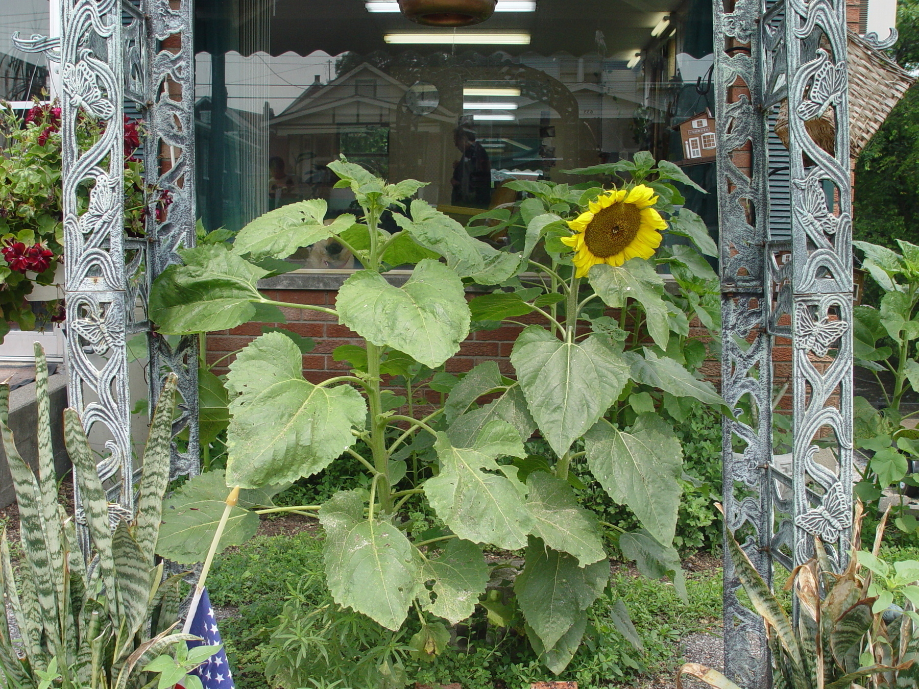 Sunflowers in front of barbershop window - Sony CyberShot