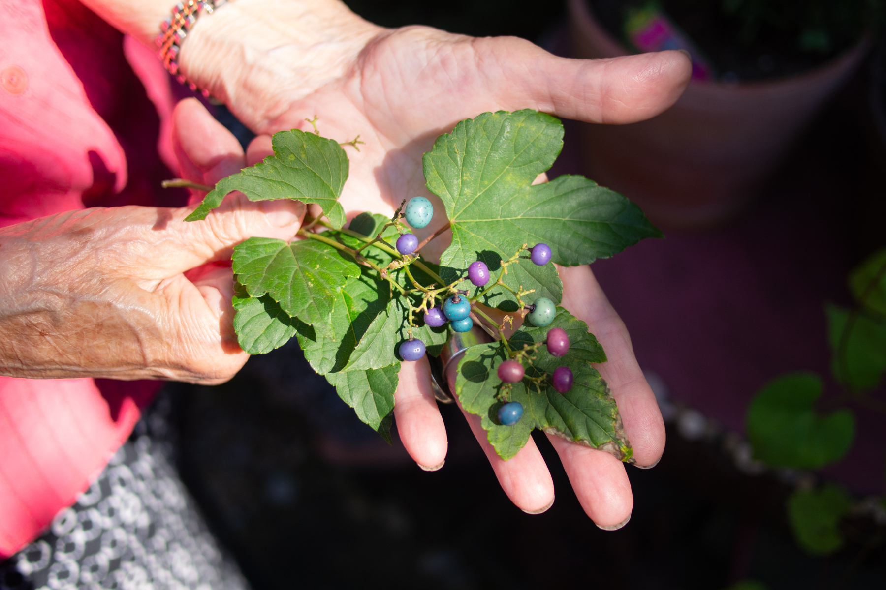 Person holds a branch of berries with bright colors from purple to teal - Olympus E-M5