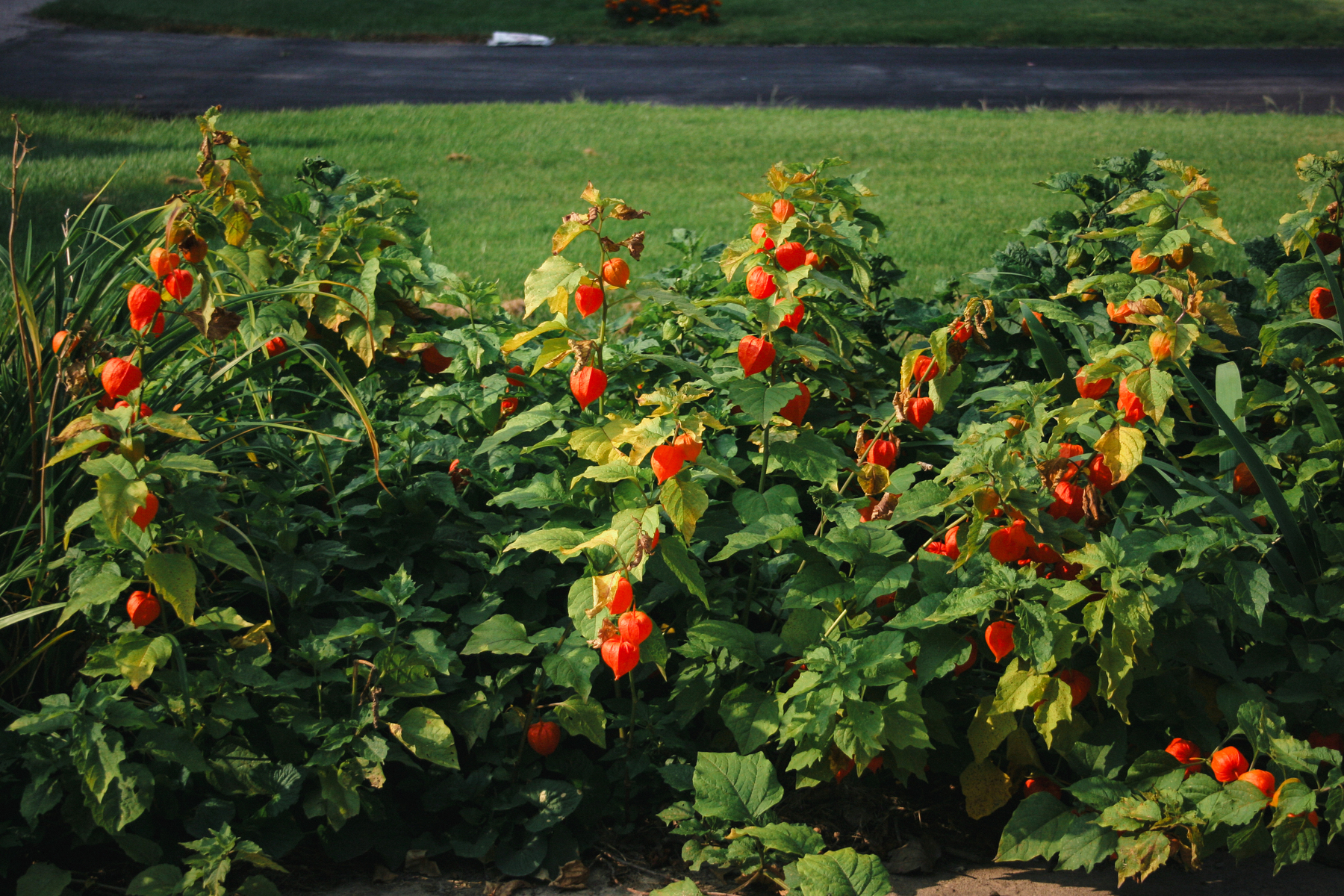 A bunch of bright orange Chinese Lanterns in bloom - Canon 20D