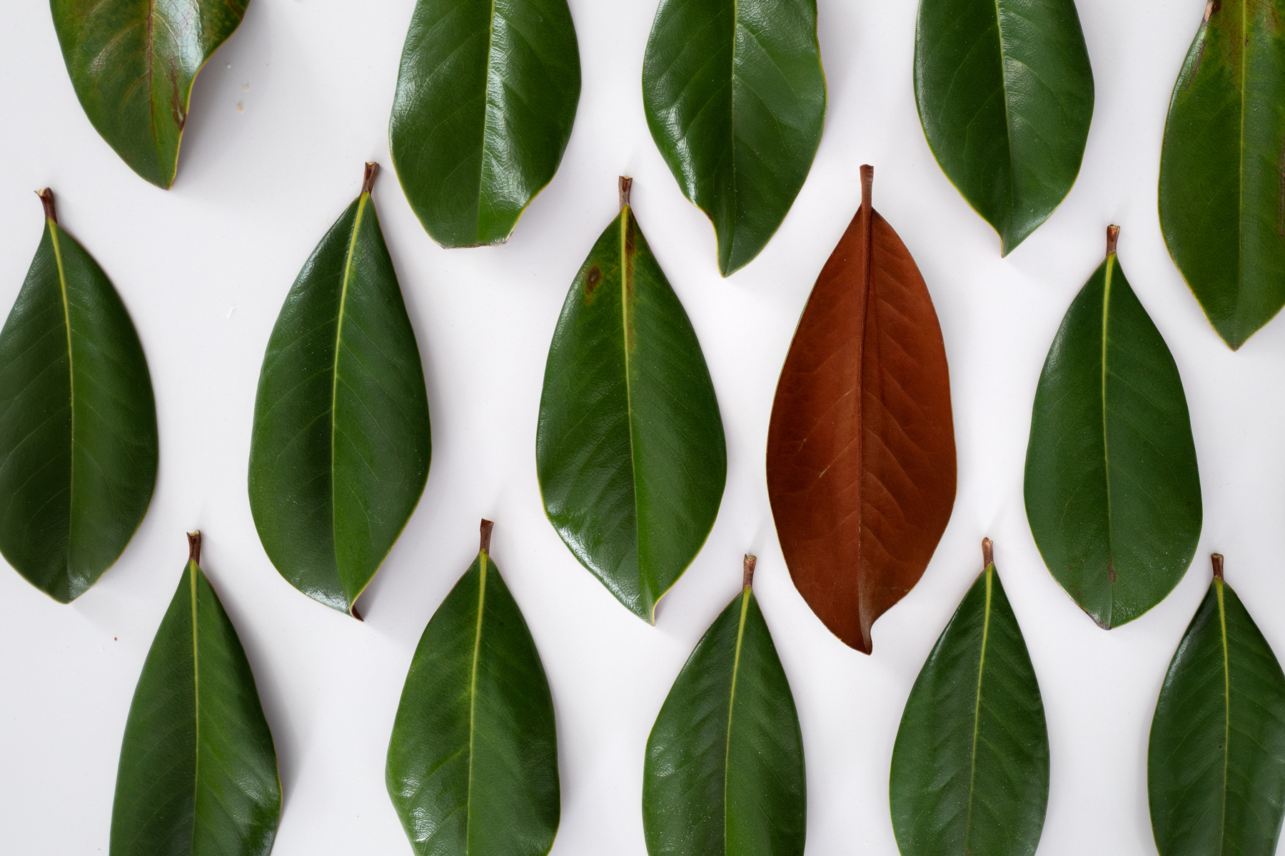 A pattern of green magnolia leaves with one flipped to the brown underside - Leica Q