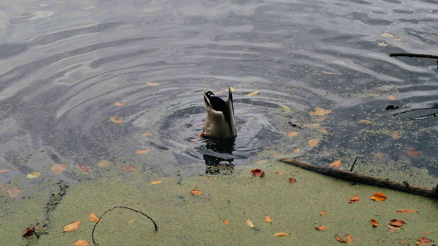 Duck dives under the waterline with their tail feathers in the air