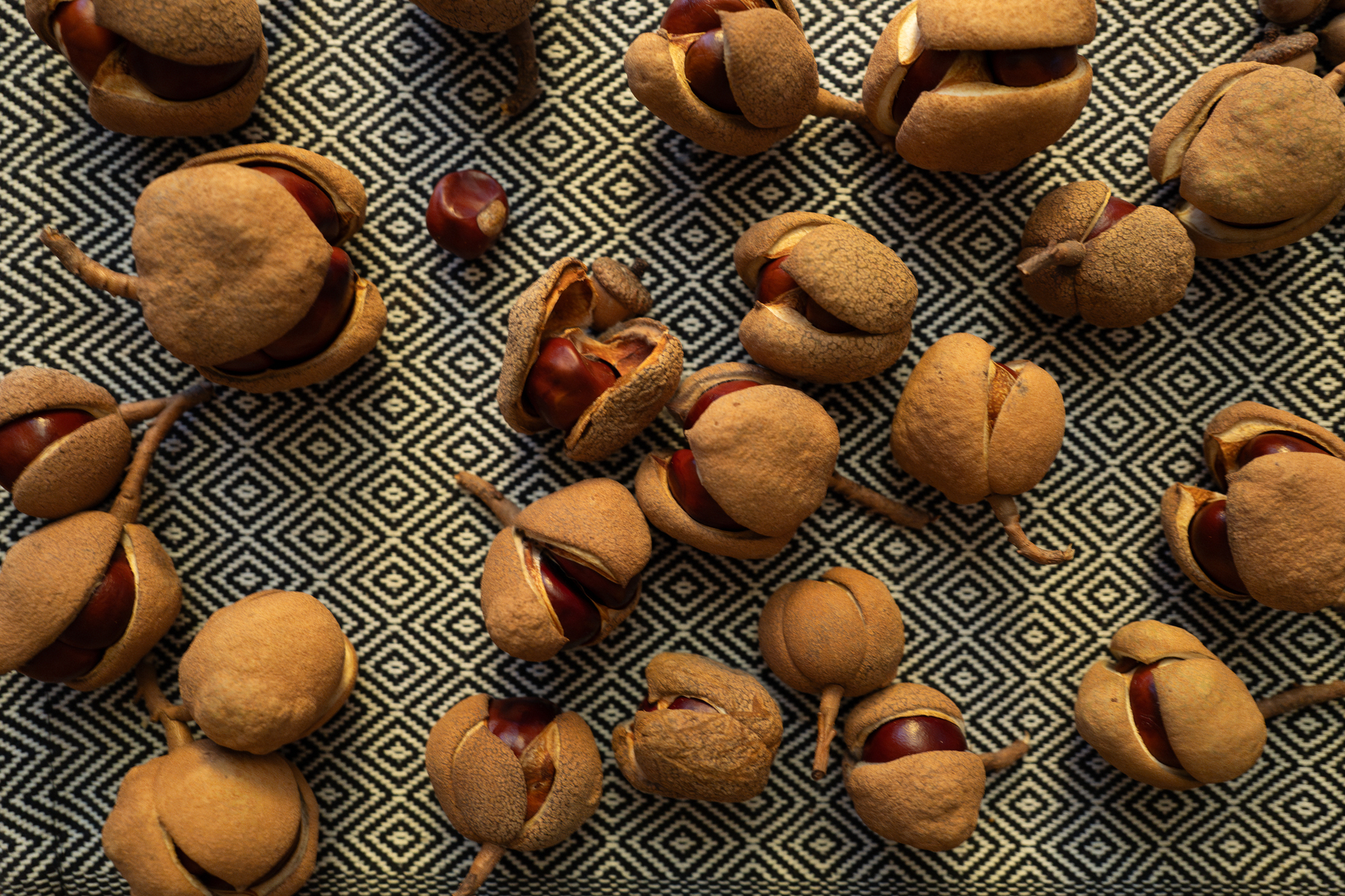 Buckeye seeds drying on a black and white table runner with diamond design - Leica Q