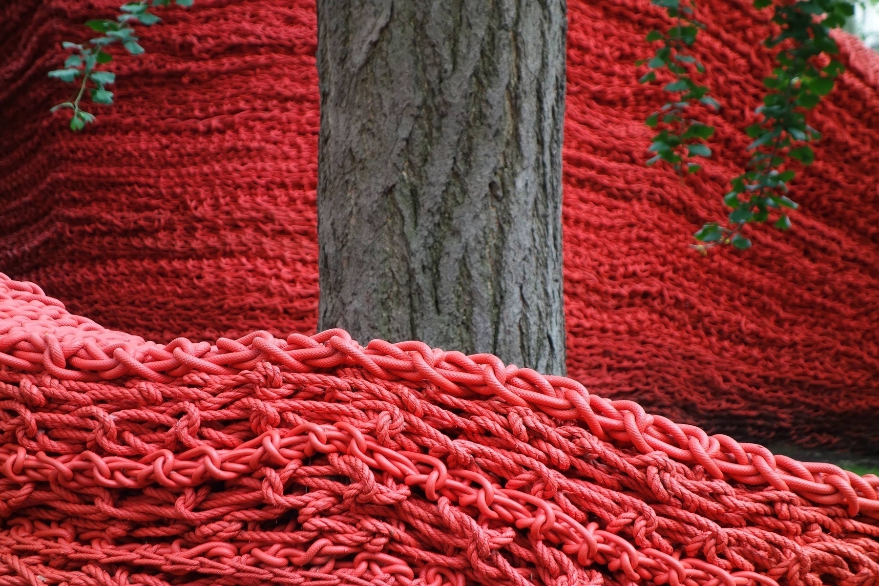 Red rope art installation around tree trunk - Sony RX100