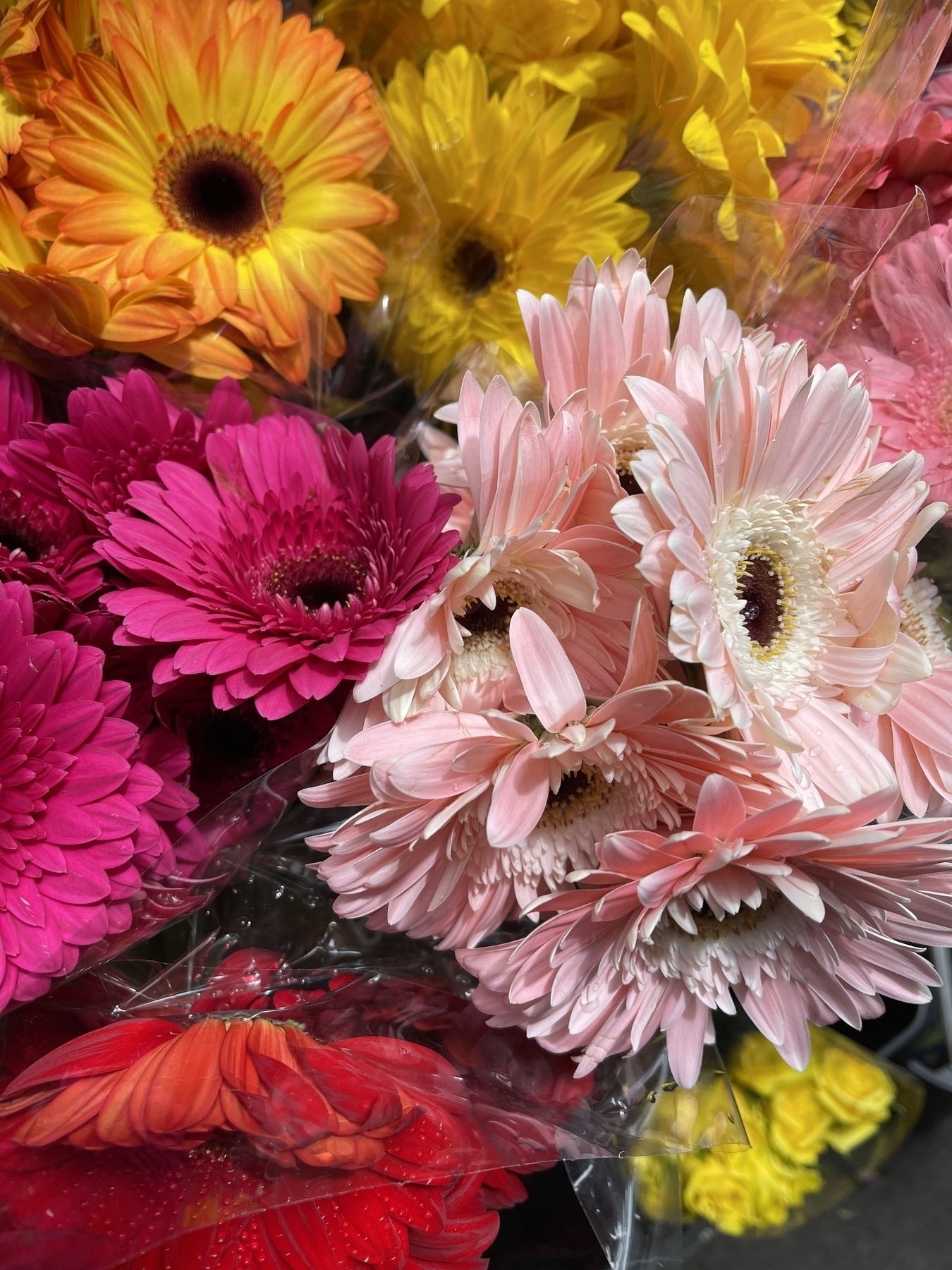 A selection of colour flowers.
