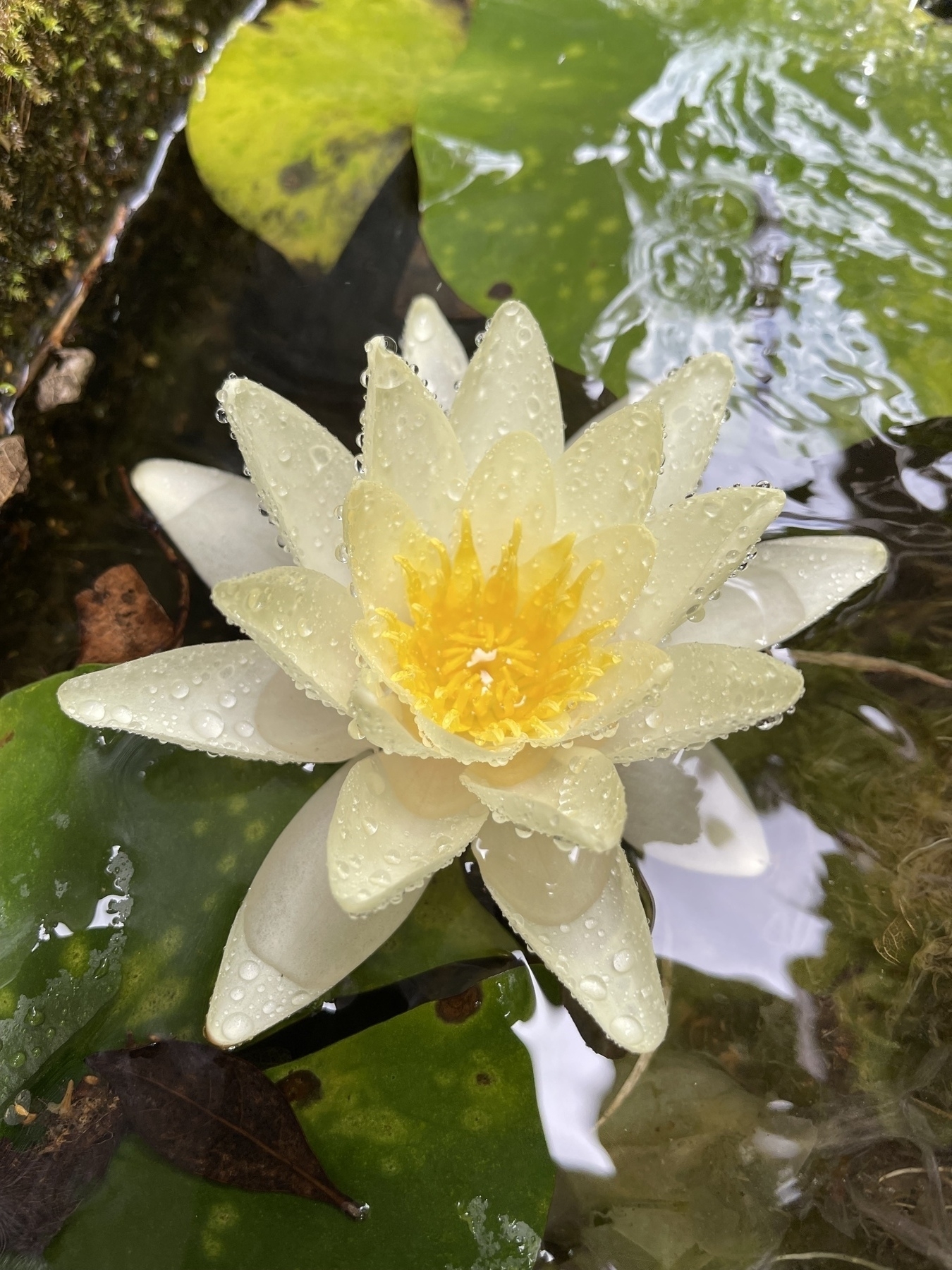 A European white water lily with white petals and a yellow stamens and is speckled with water droplets.