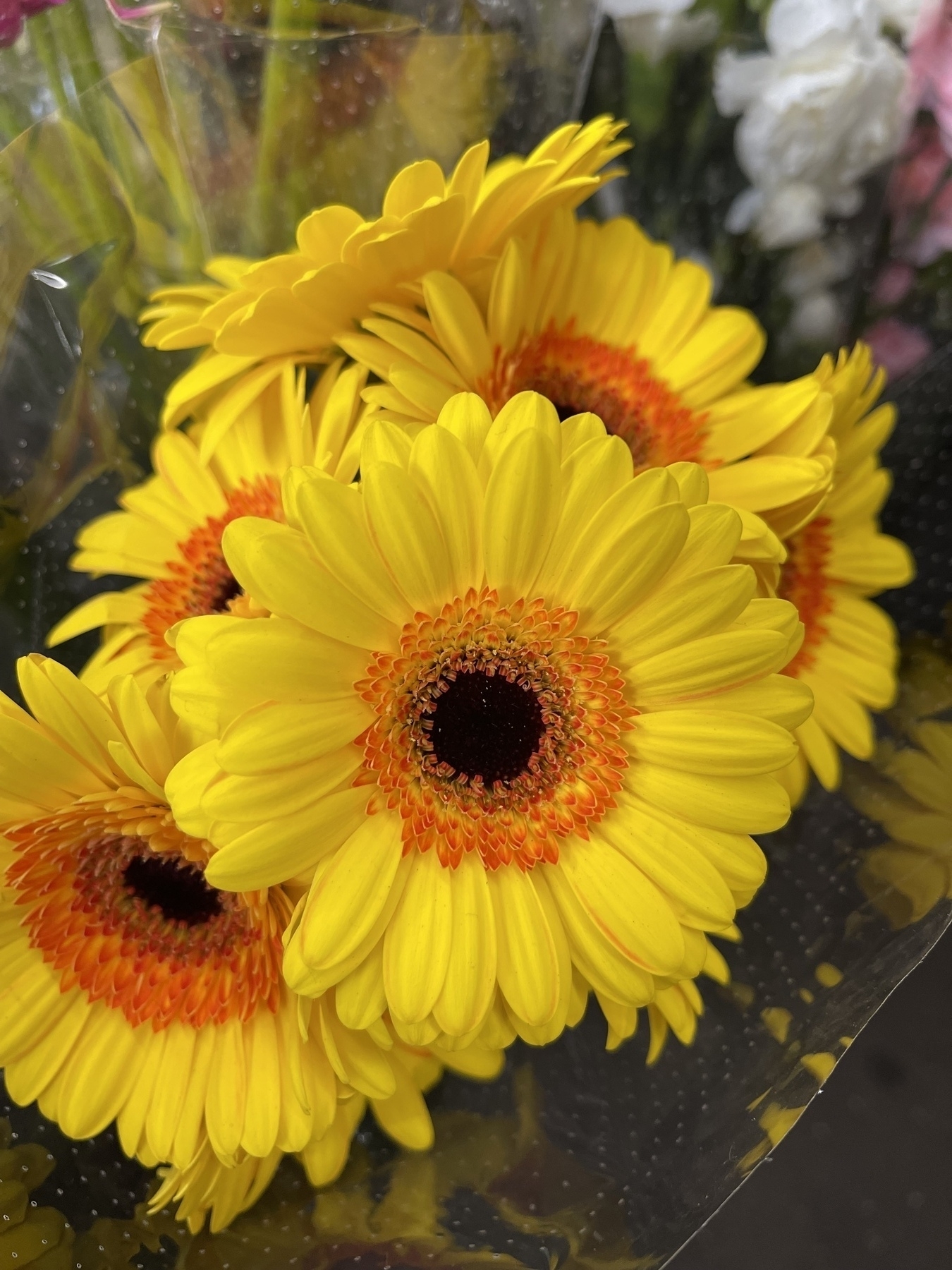 Bright yellow Gerbera flowers with a orange and brown tufted rosettes