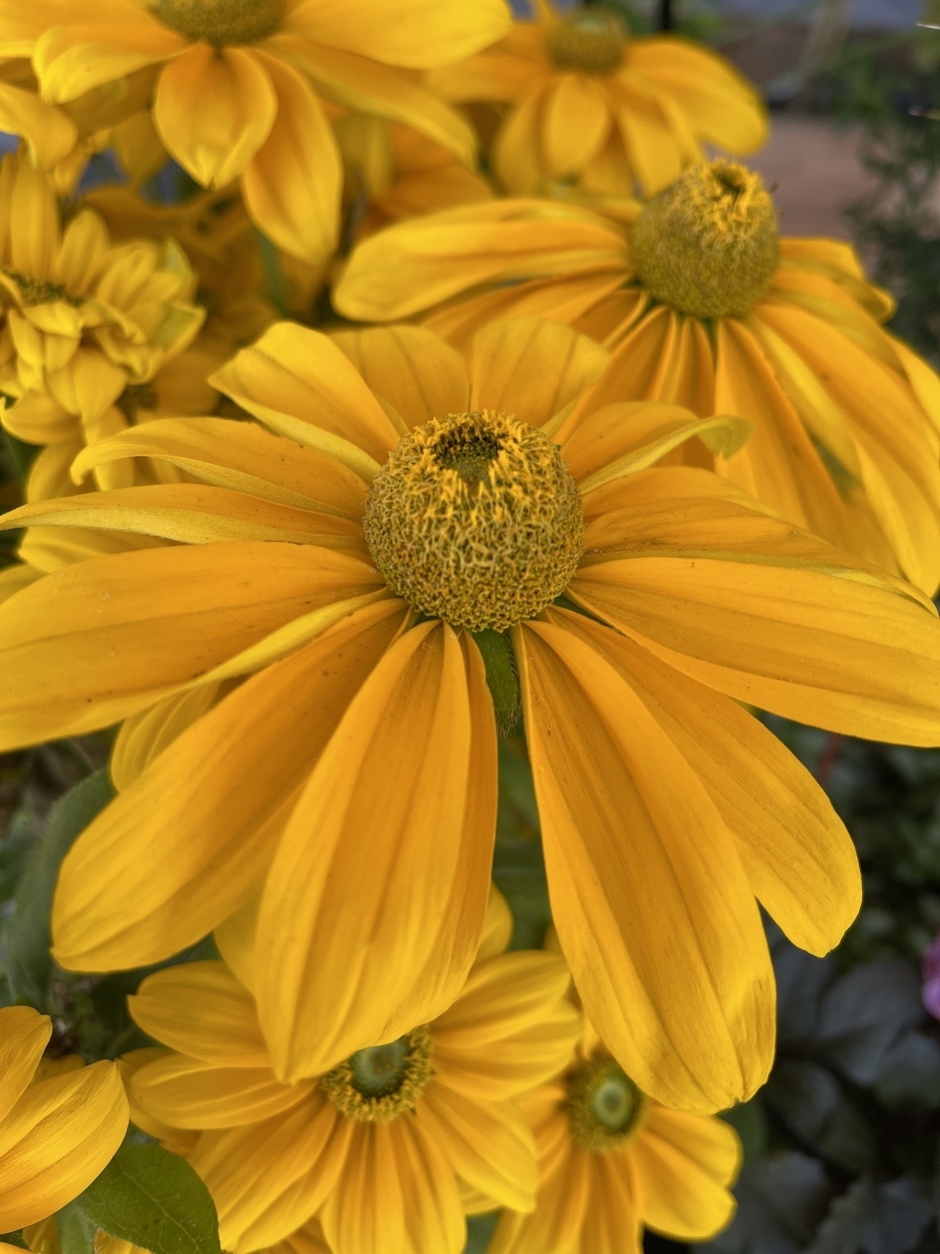 ‘Rudbeckia Ophelia’ a prominent, raised central disc in yellow surrounded by yellow petals.