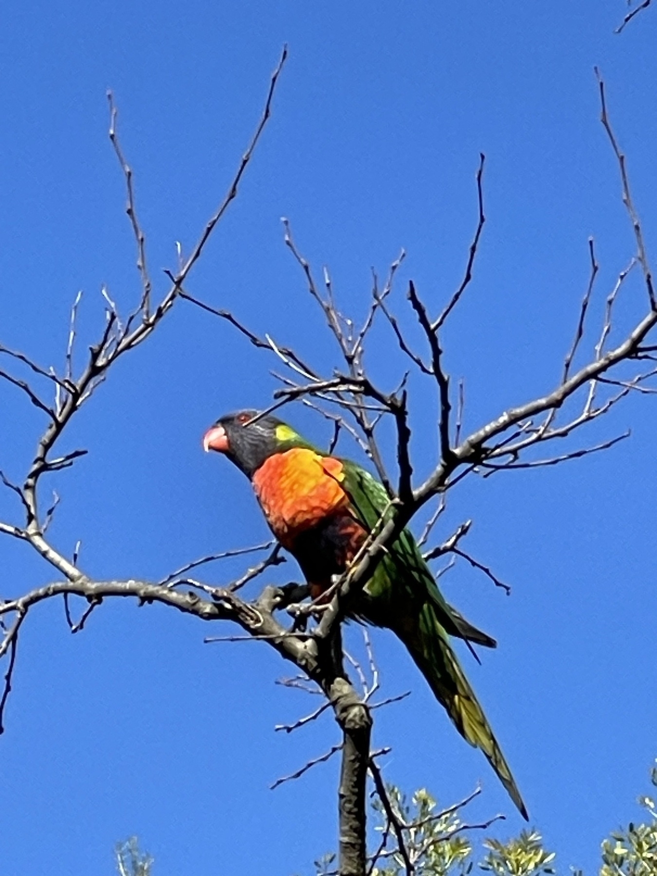 A Rainbow Lorikeet. Violet-blue streaked head, orange-red breast, yellow-green hindcollar and uniformly bright green upperparts. 