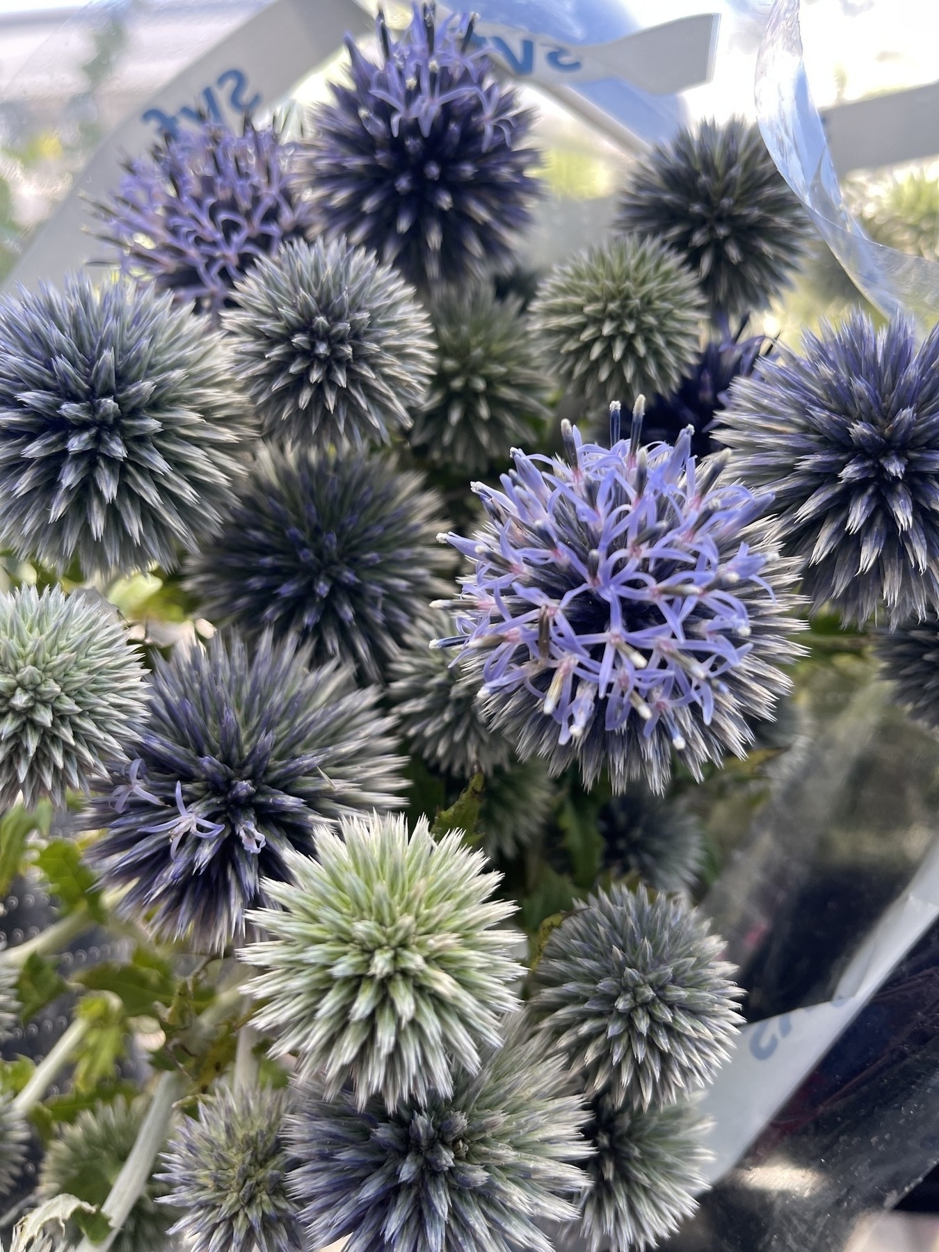 Spiny foliage and produce blue or white spherical flower heads.