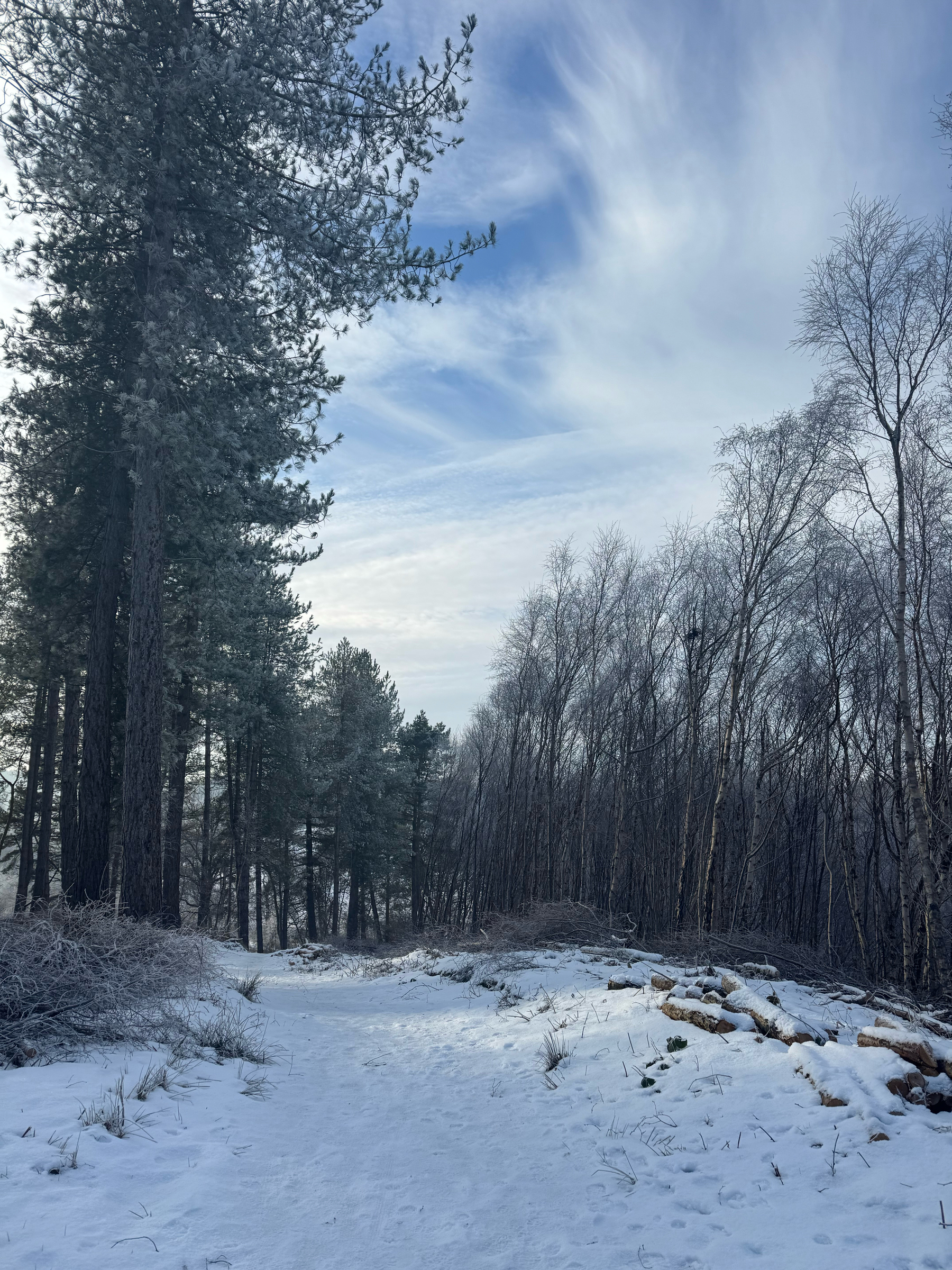 It was beautiful running in the snowy forest