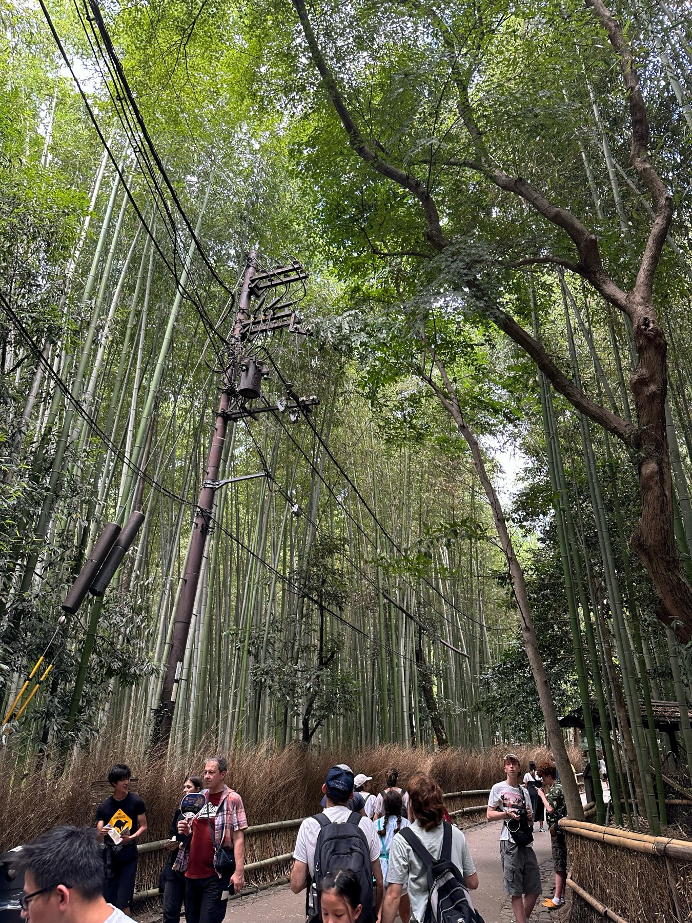 Another view of the bamboo forest walkway