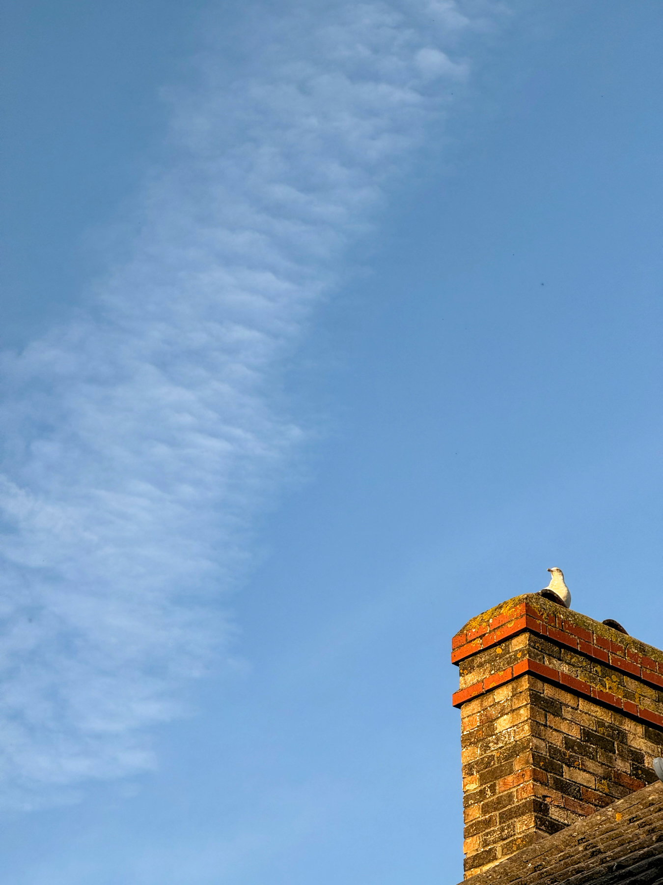 A seagull sat on the chimney of a red brick house
