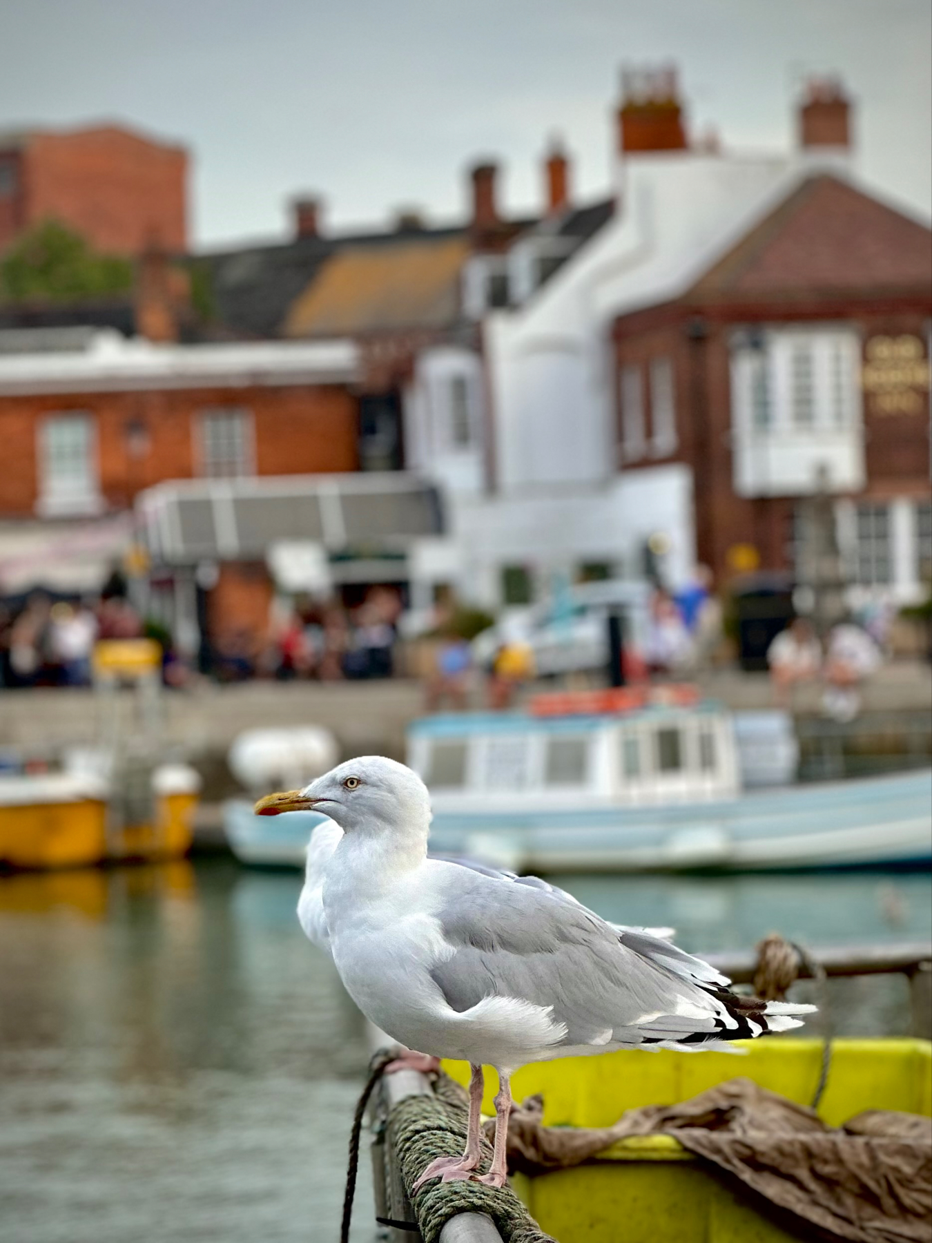 A seagull sat on the edge of a ship in Weymouth harbor