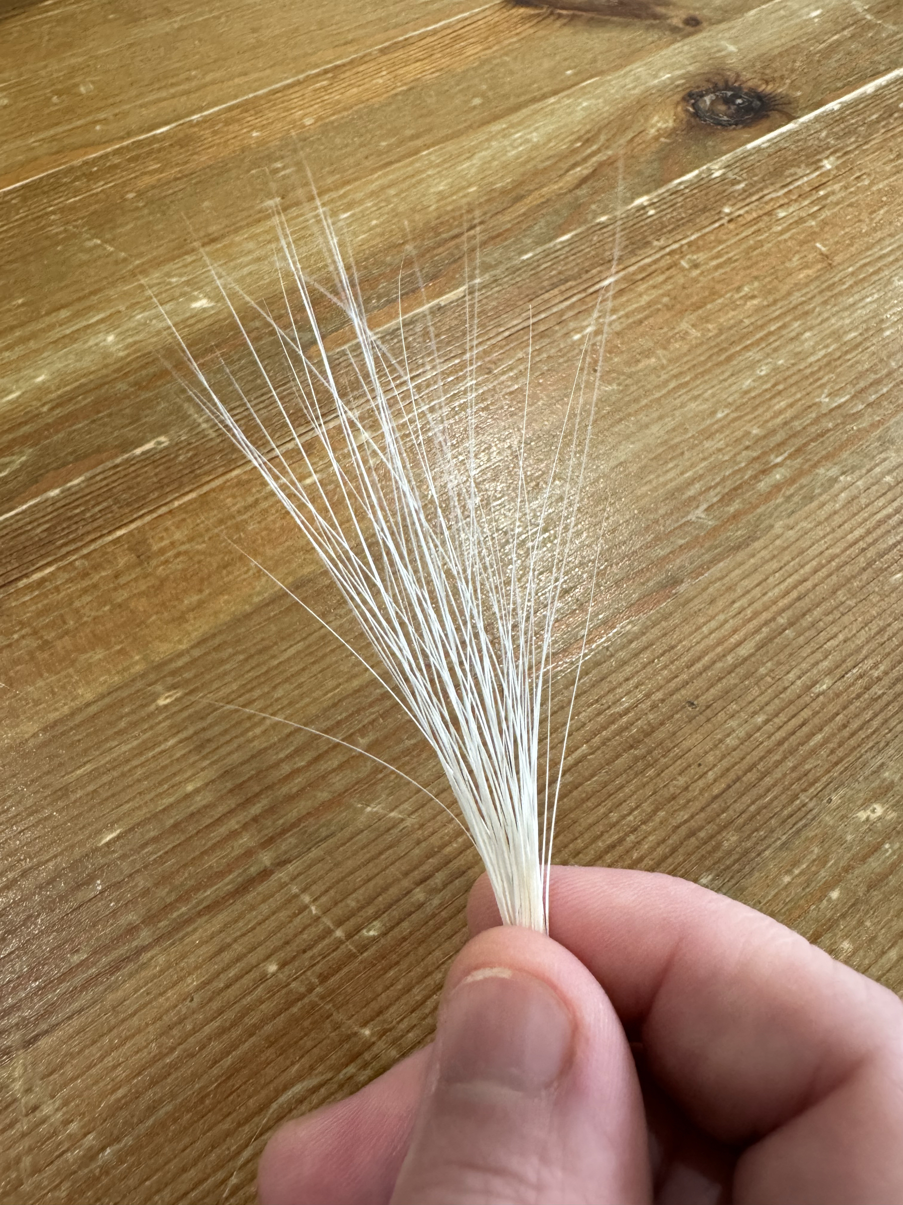 A thick bundle of cat whiskers