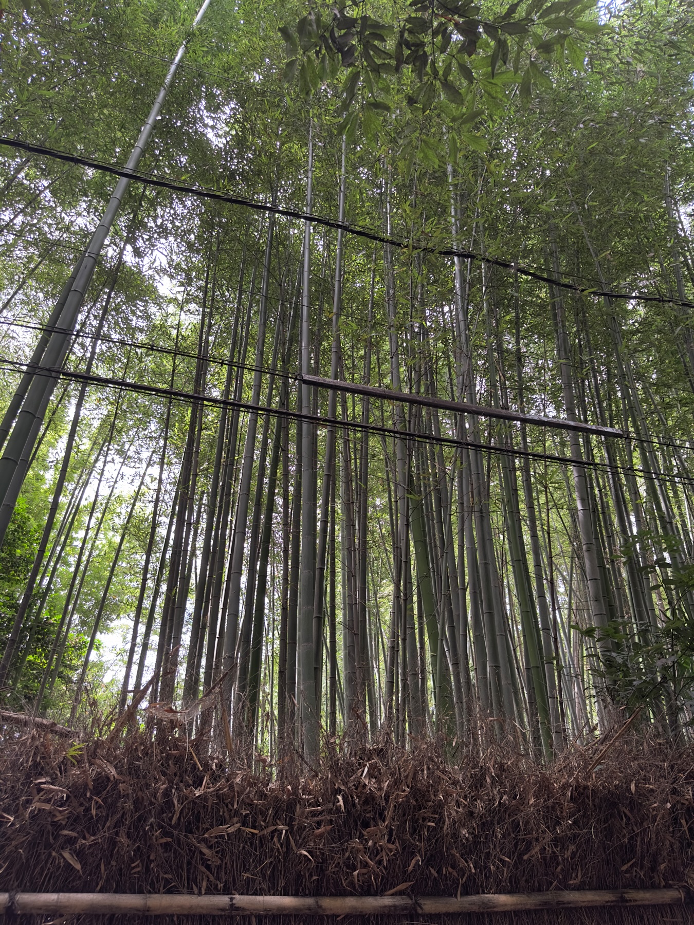 A view into the bamboo forest