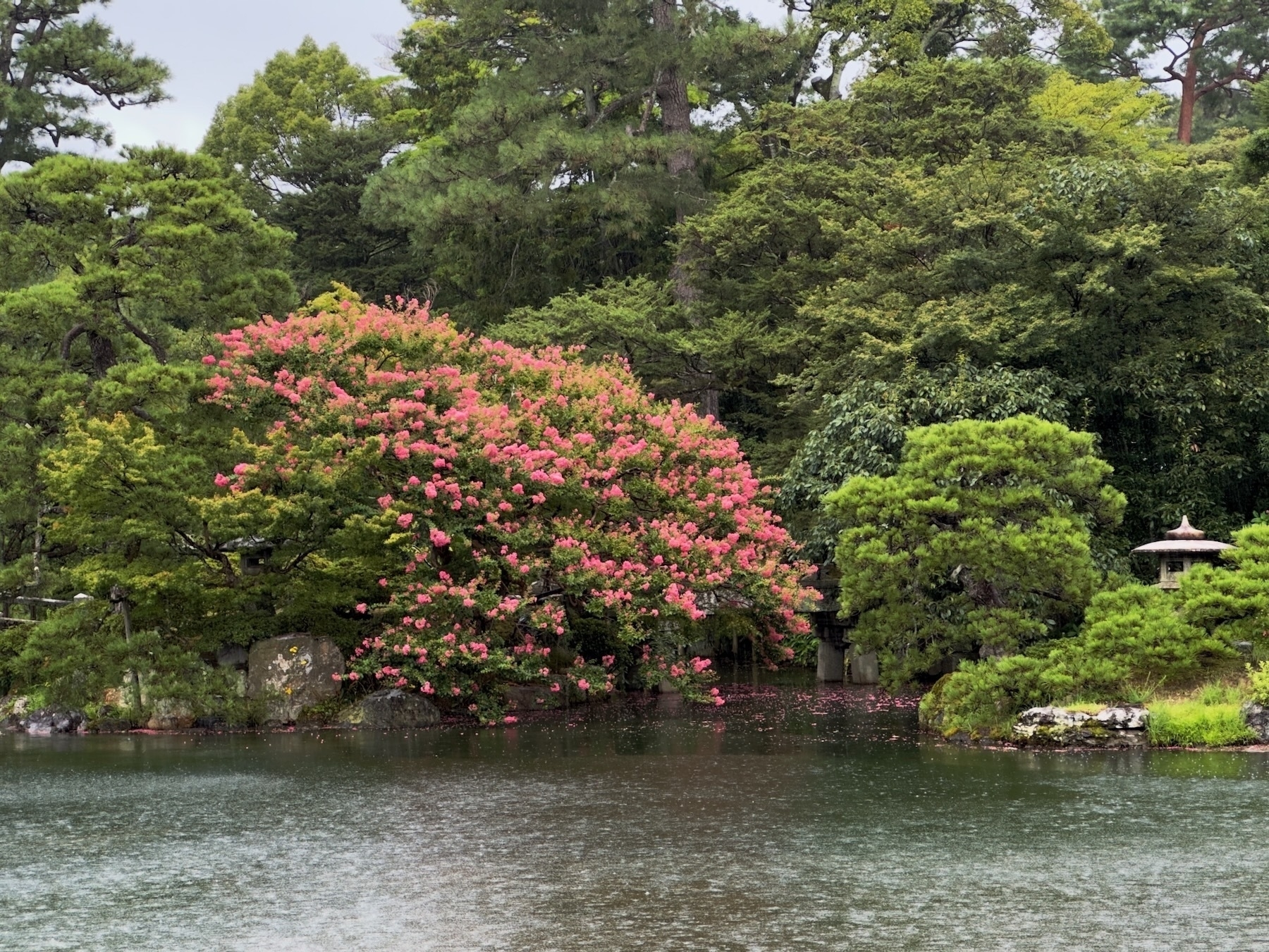 A red leaved tree by the imperial palace lake