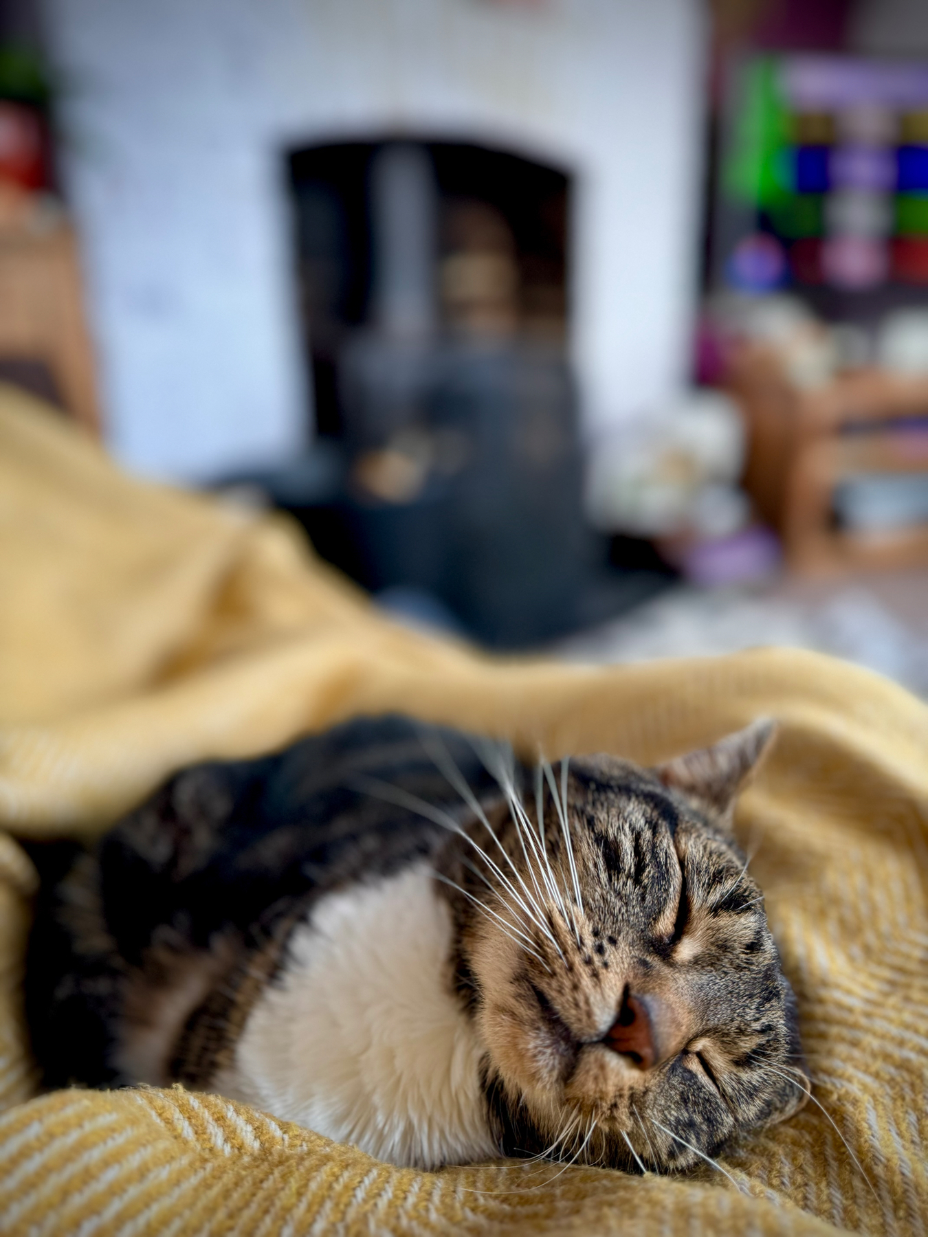 A sleeping cat on a yellow knitted blanket with a blurred background of a room with a fireplace and colorful decor.