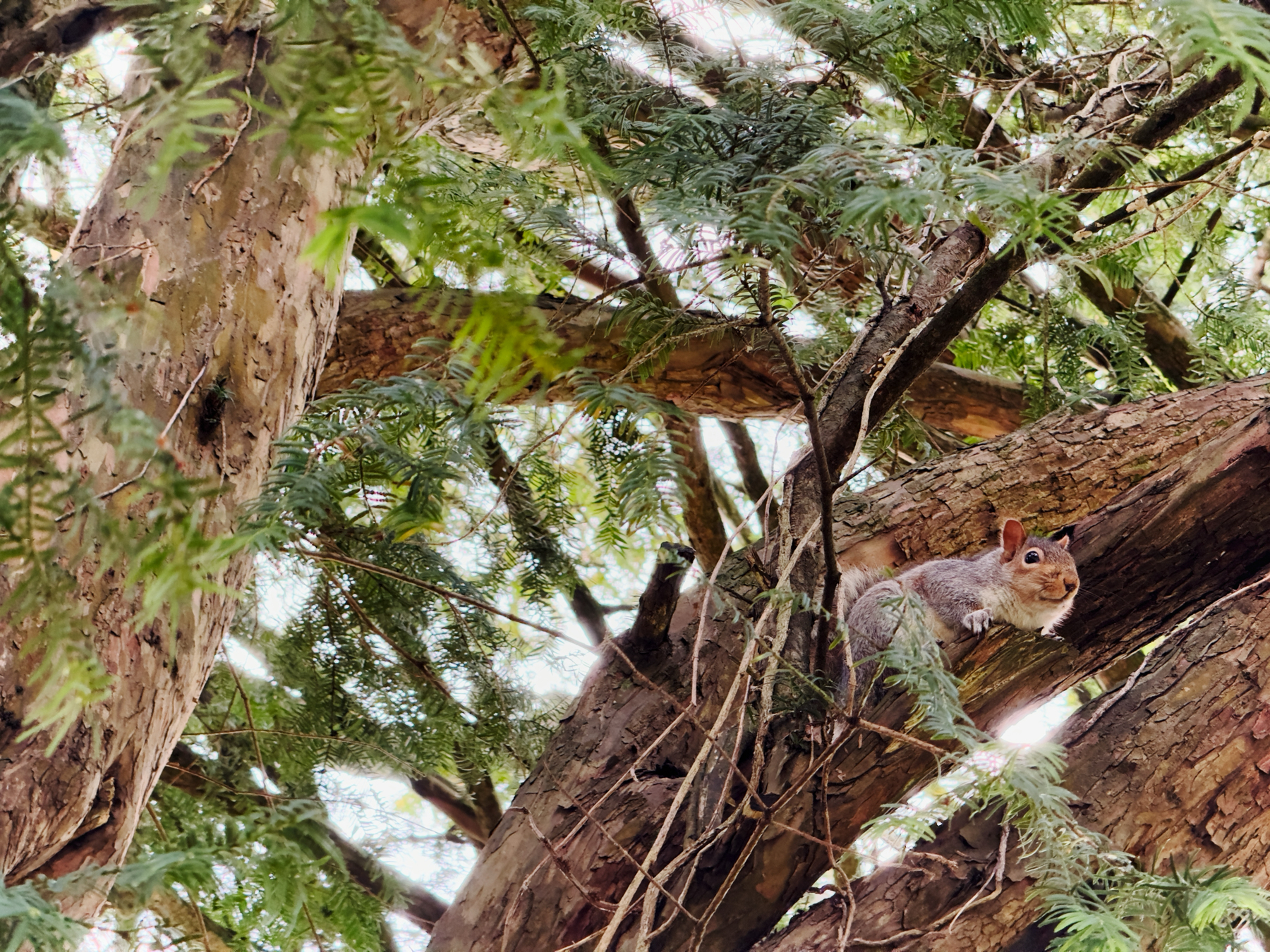 A squirrel perched on a tree branch surrounded by green foliage.
