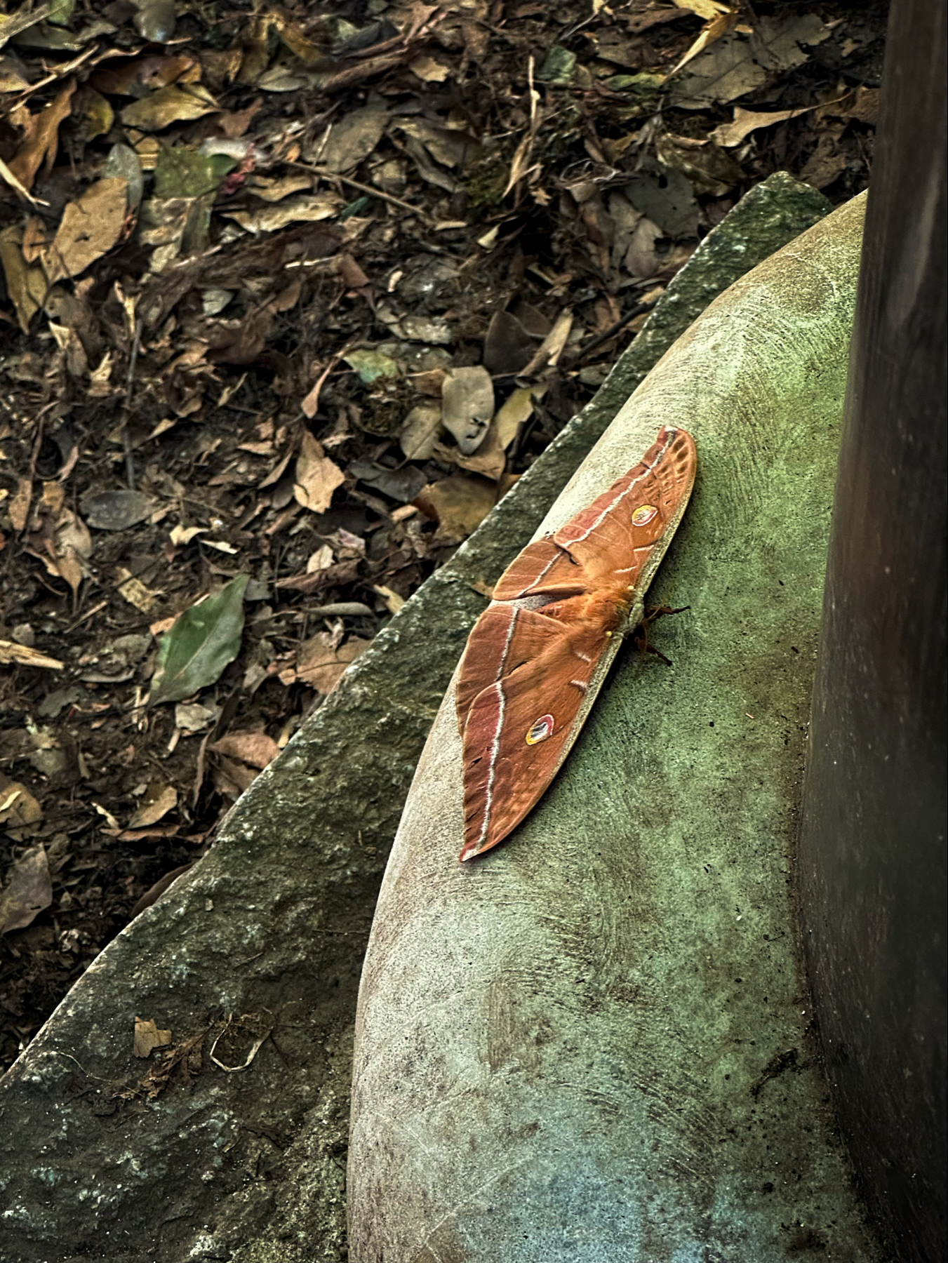 A large brown moth with distinctive eye spots on its wings resting on a green, moss-covered stone bench, with leaf litter in the background.