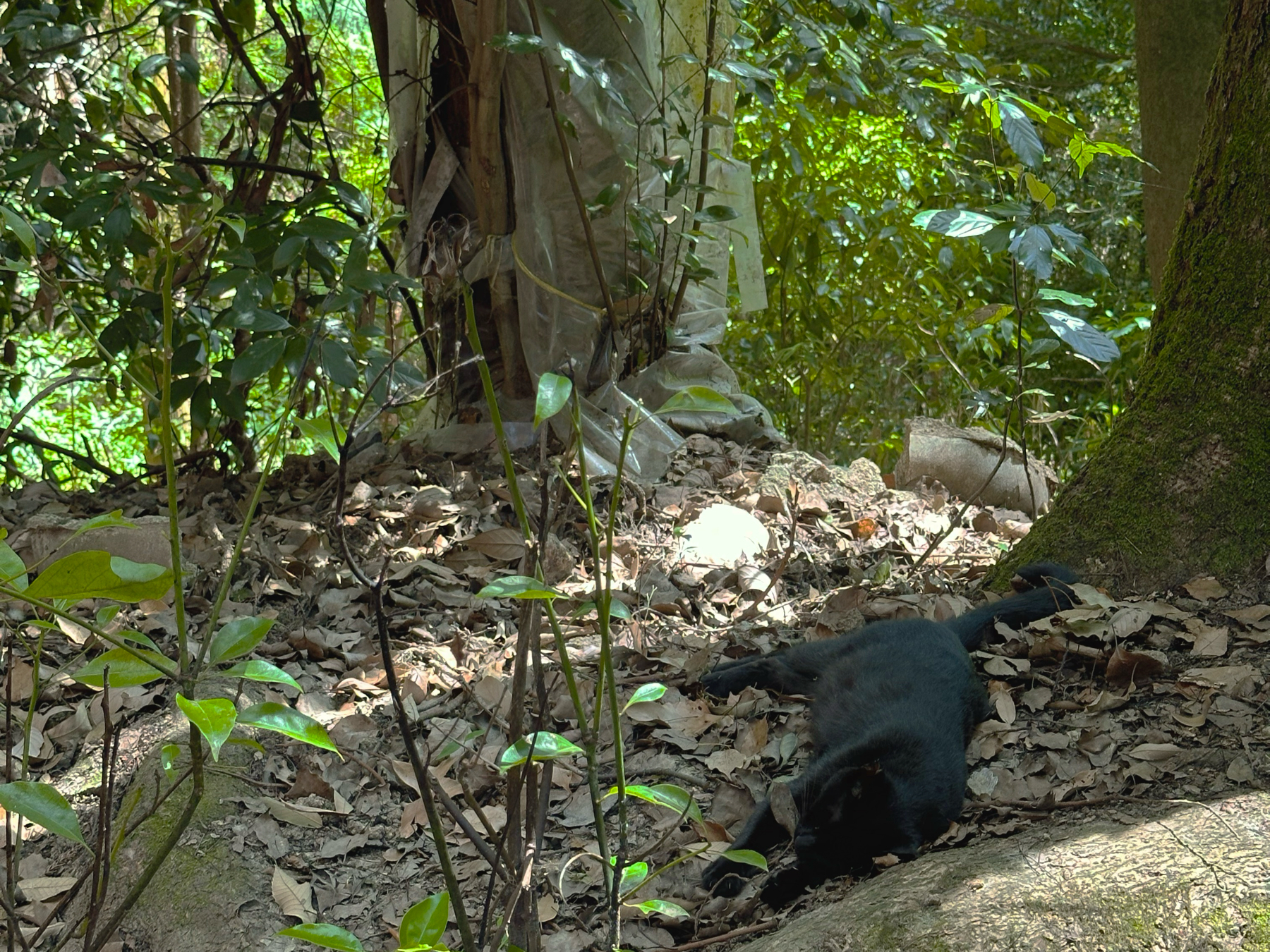 A black feral cat lying on the forest floor among dried leaves, next to a tree trunk, in a shaded woodland area.