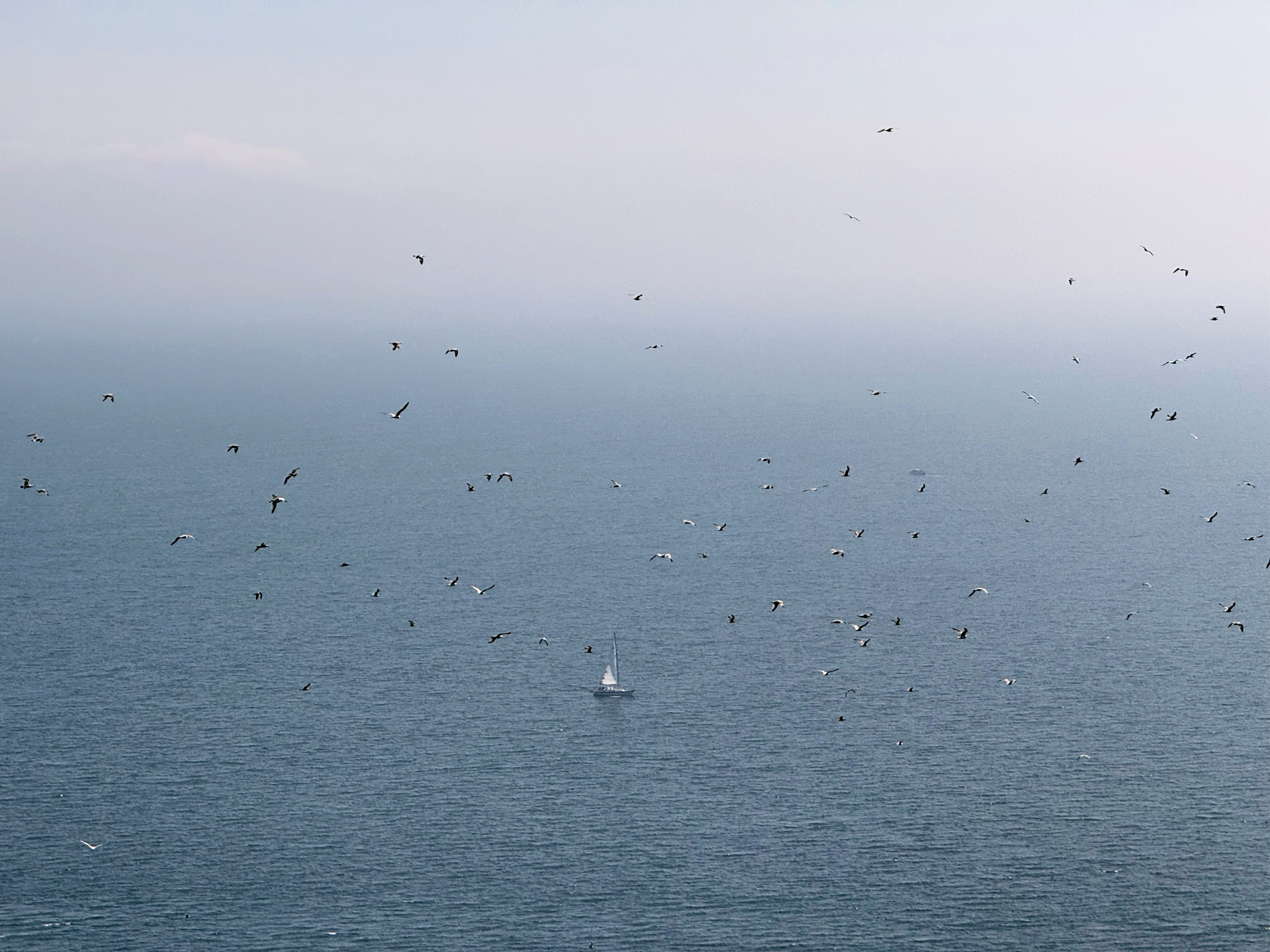 Seagulls surround a single sailboat amongst a hazy sea