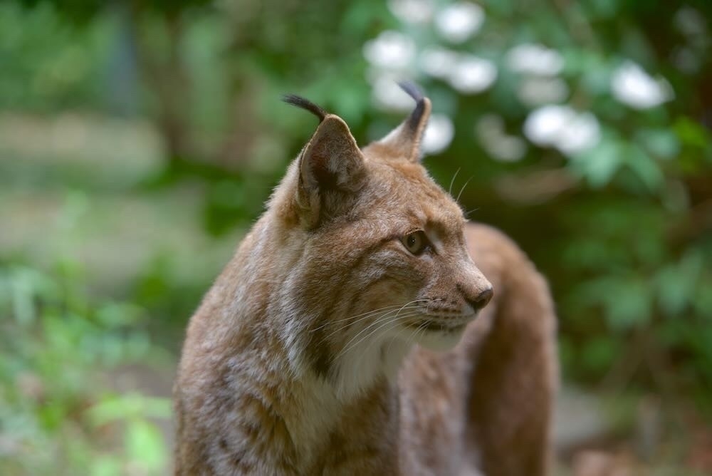 Eurasian Lynx - Eurasischer Luchs
