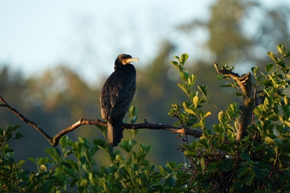 A cormorant on a tree in the morning sun. 
