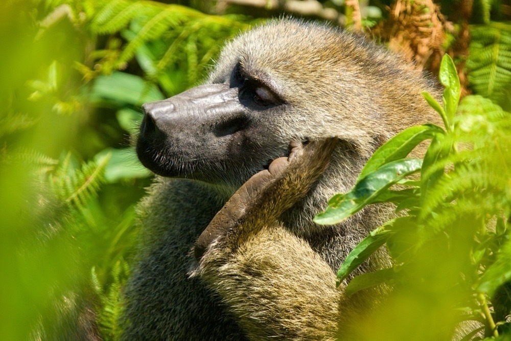 Close up of a baboon scratching its ears with its food, framed by green leaves in the foreground.