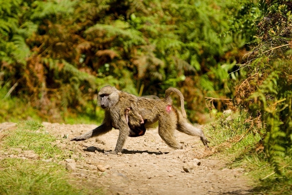 A baboon running over a gravel road, looking at the camera. A baby baboon is hanging under its belly.