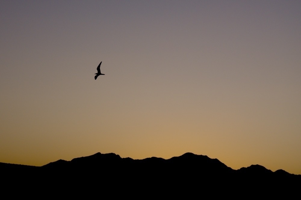 Orange and blue sky. Black dunes at the bottom. In the upper right, the black silhouette of a bird can be seen. 