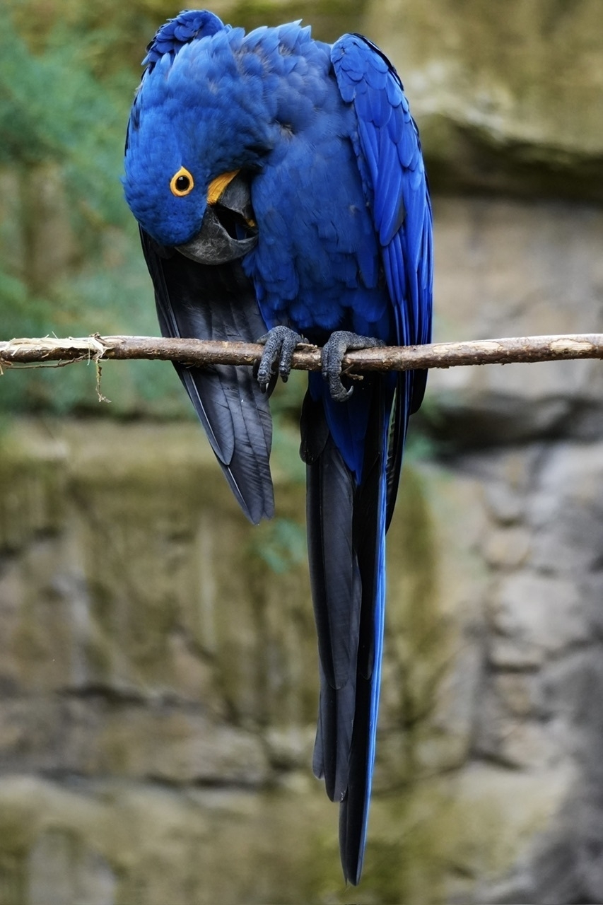 A blue Ara parrot cleaning its feathers