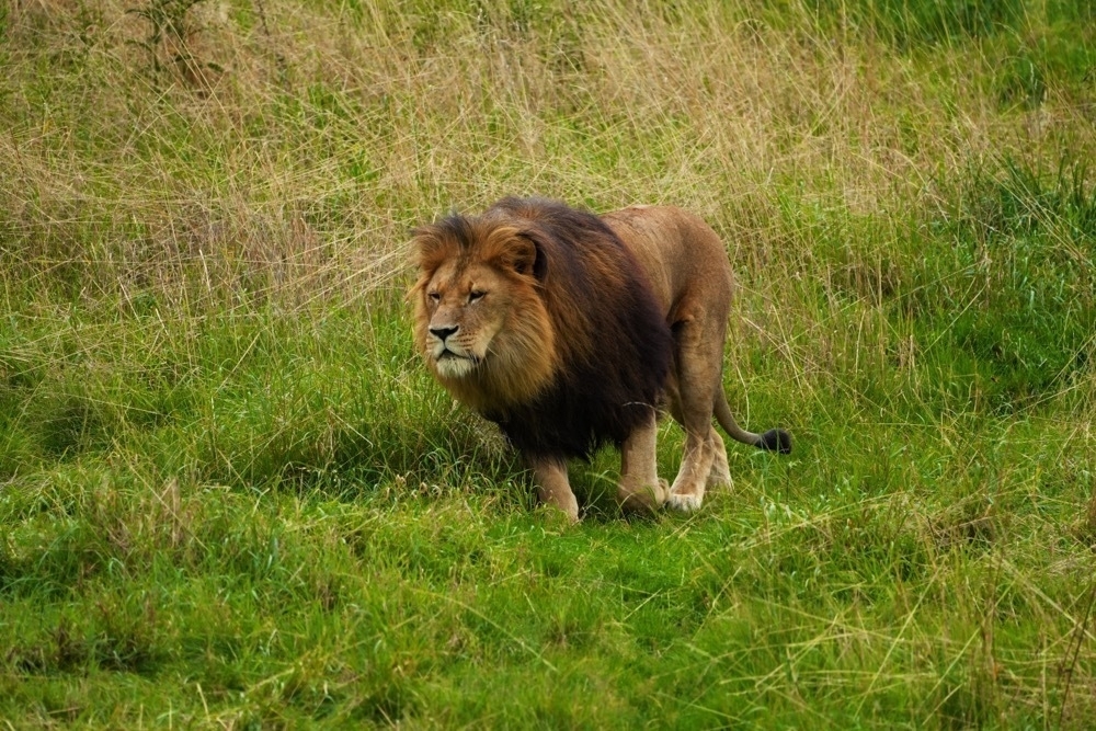 A lion walking through green gras