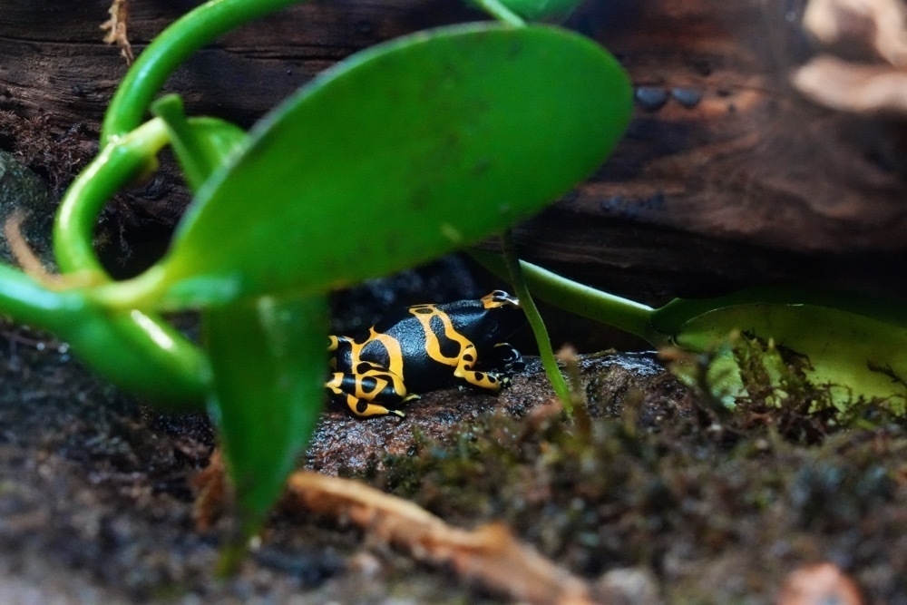 A black and yellow frog