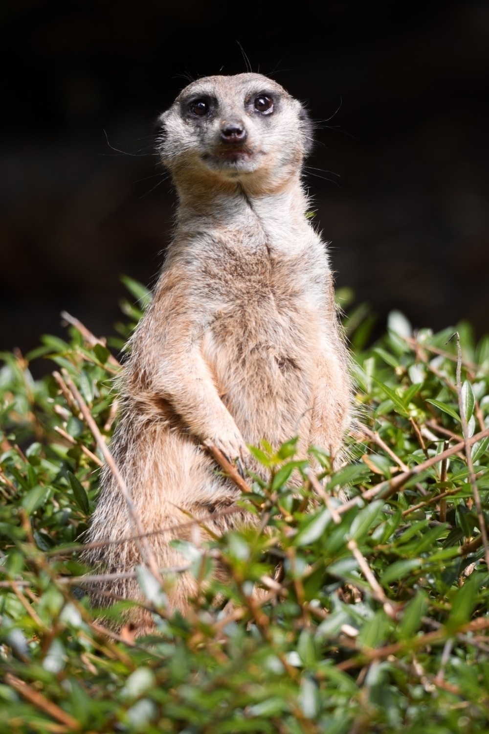 A standing meerkat looking into the camera