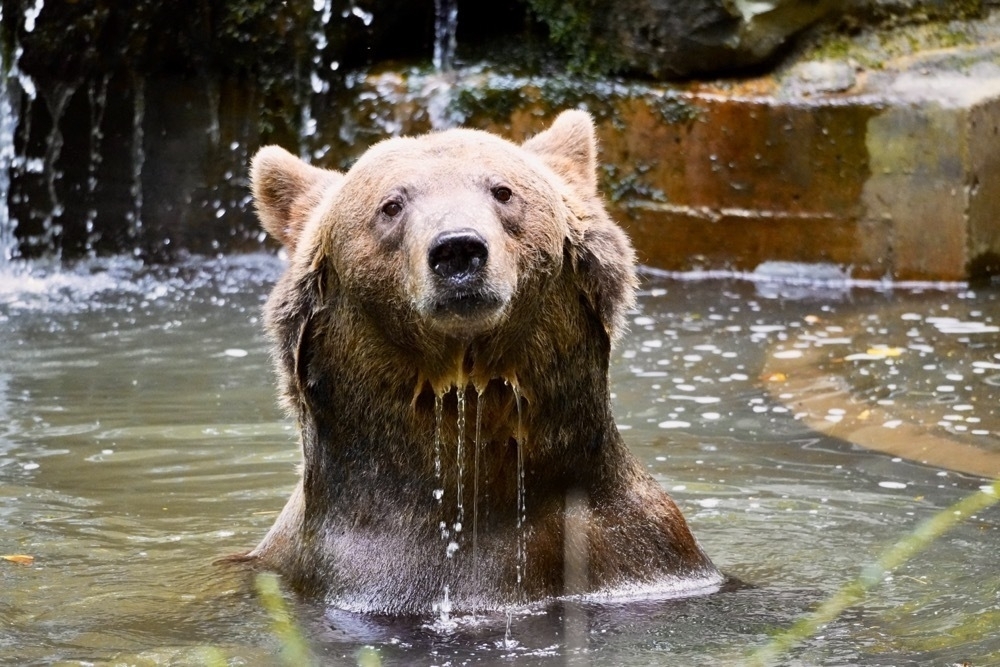 A brown bear sitting in a pool of water, looking at the camera