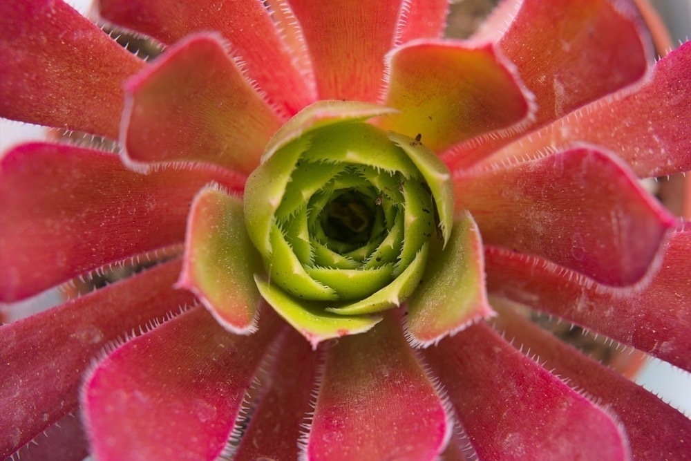 Close up for a red and green succulent.